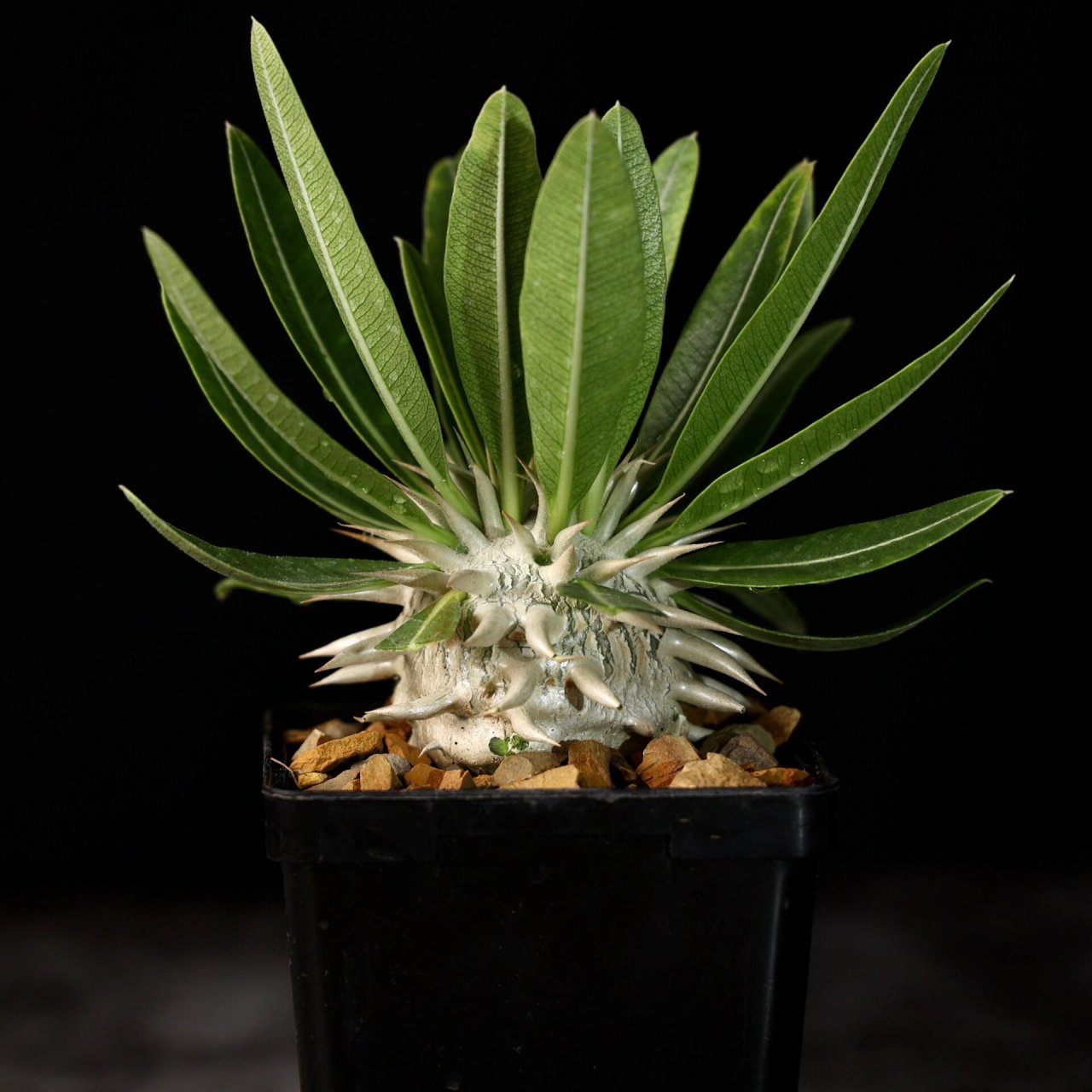 植物分享|小众审美 赏刺的块根植物 象牙玉 90象牙玉 pachypodium