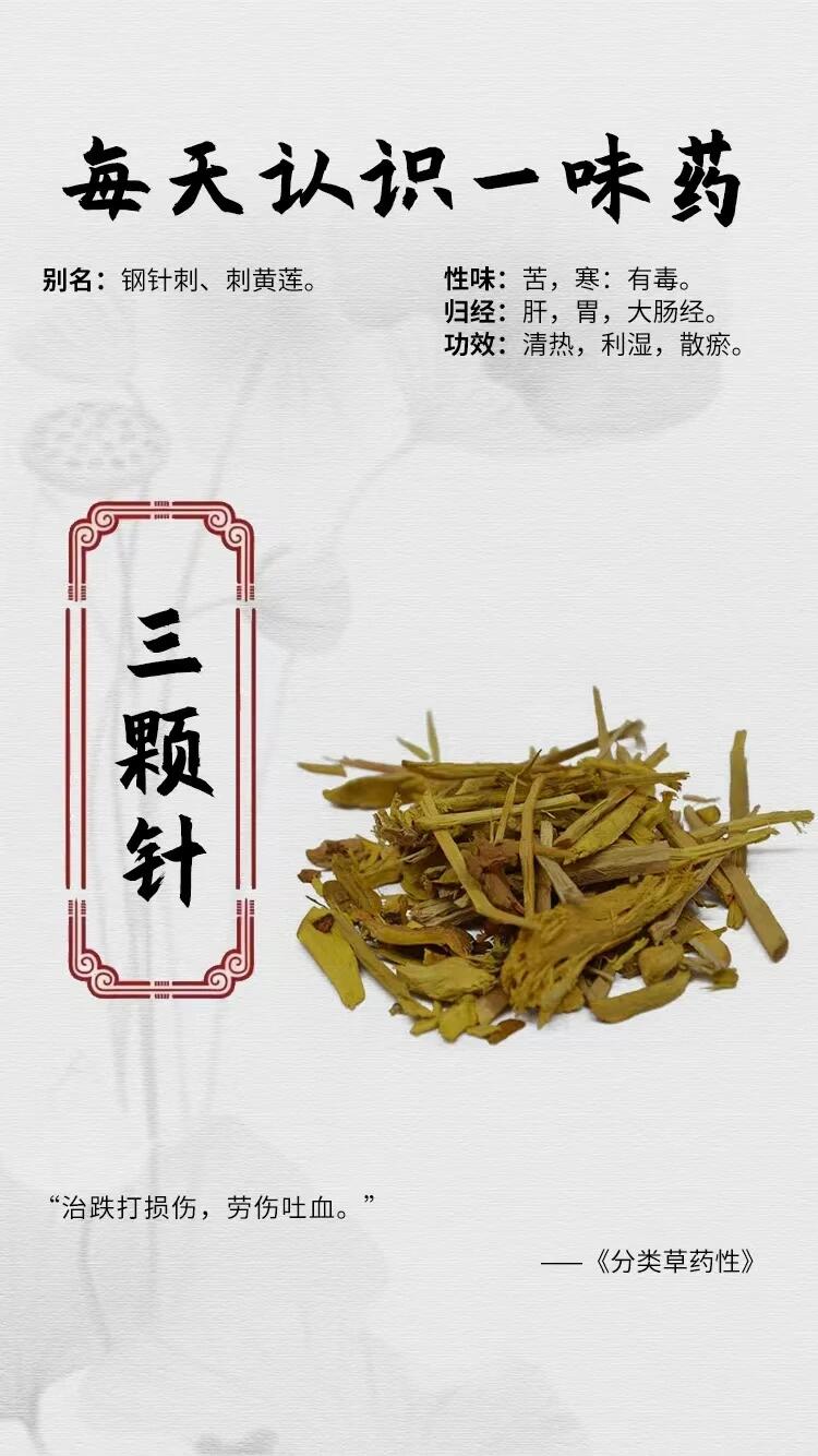 95 【每天认识一味药】91 三颗针 95 【每天认识一味药】 91