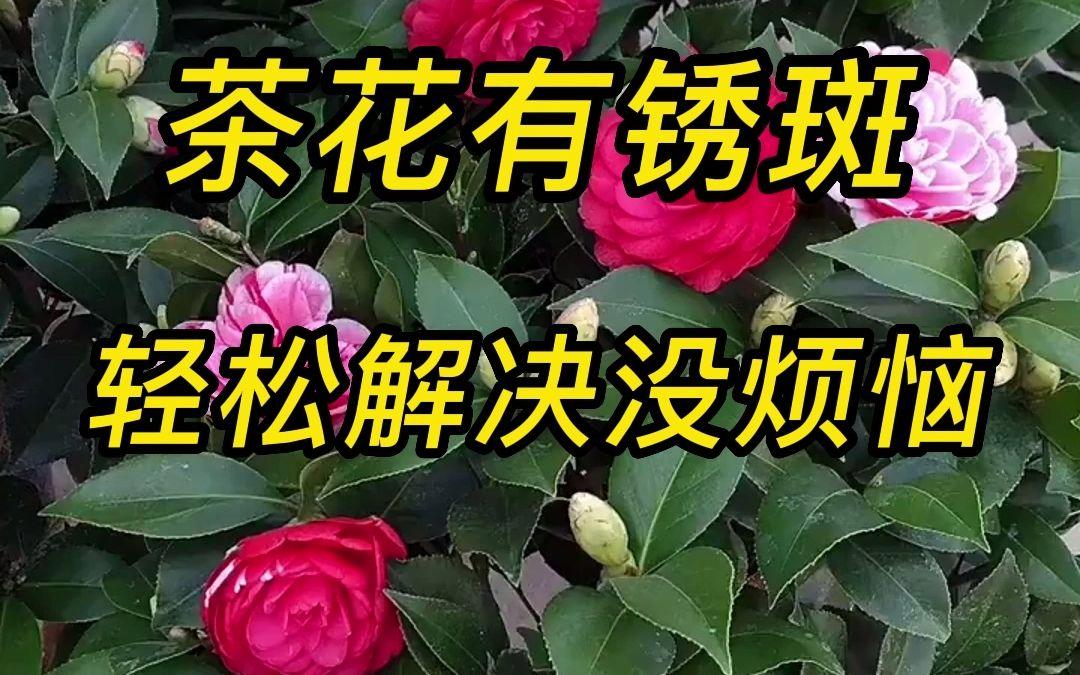 茶花叶子有锈斑怎么治图片