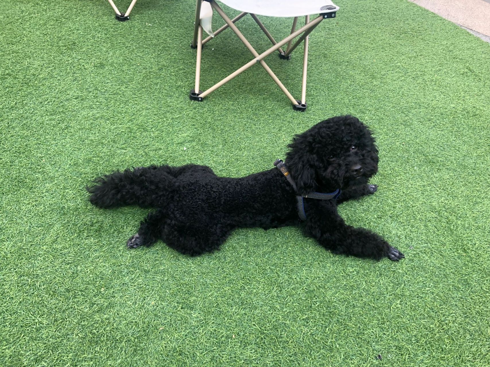 泰迪要断尾吗?不要 为什么要断尾?