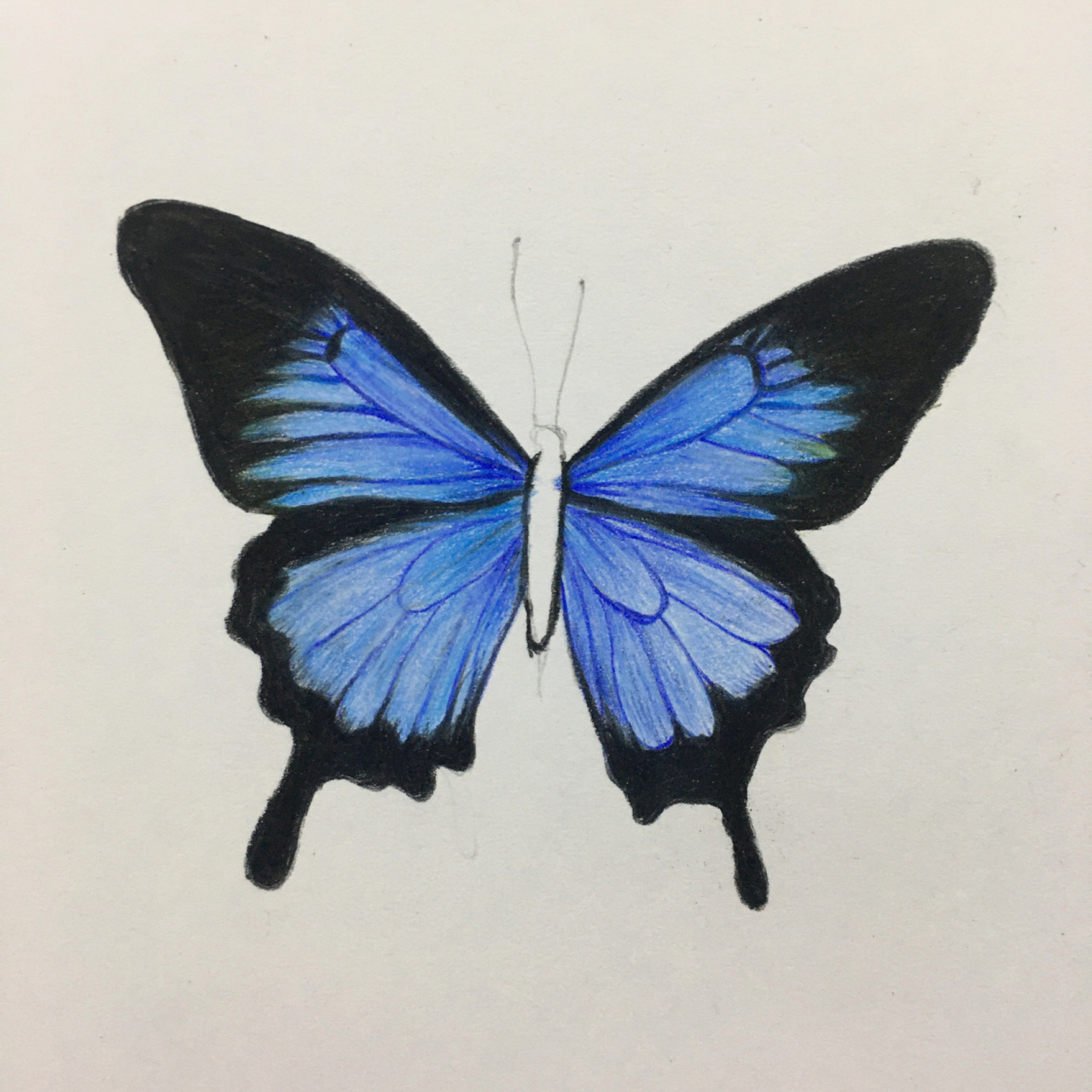 彩铅蓝色蝴蝶分享(含详细绘画过程图) 熟悉的颜色又上线咯 喜欢记得给