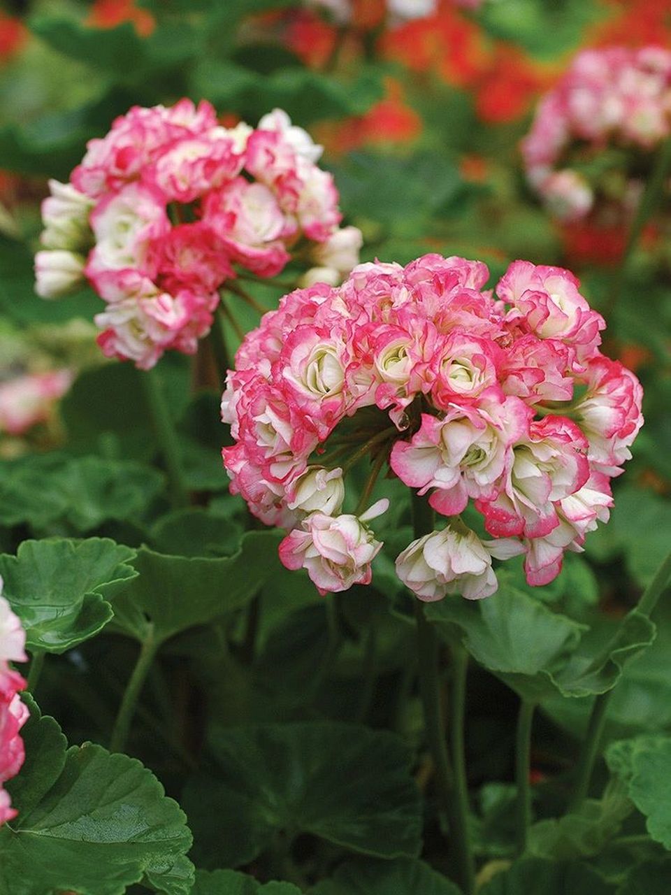 天竺葵"苹果碗" 阳台怎么能没有天竺葵呢?分享一款特别的品种苹果碗.