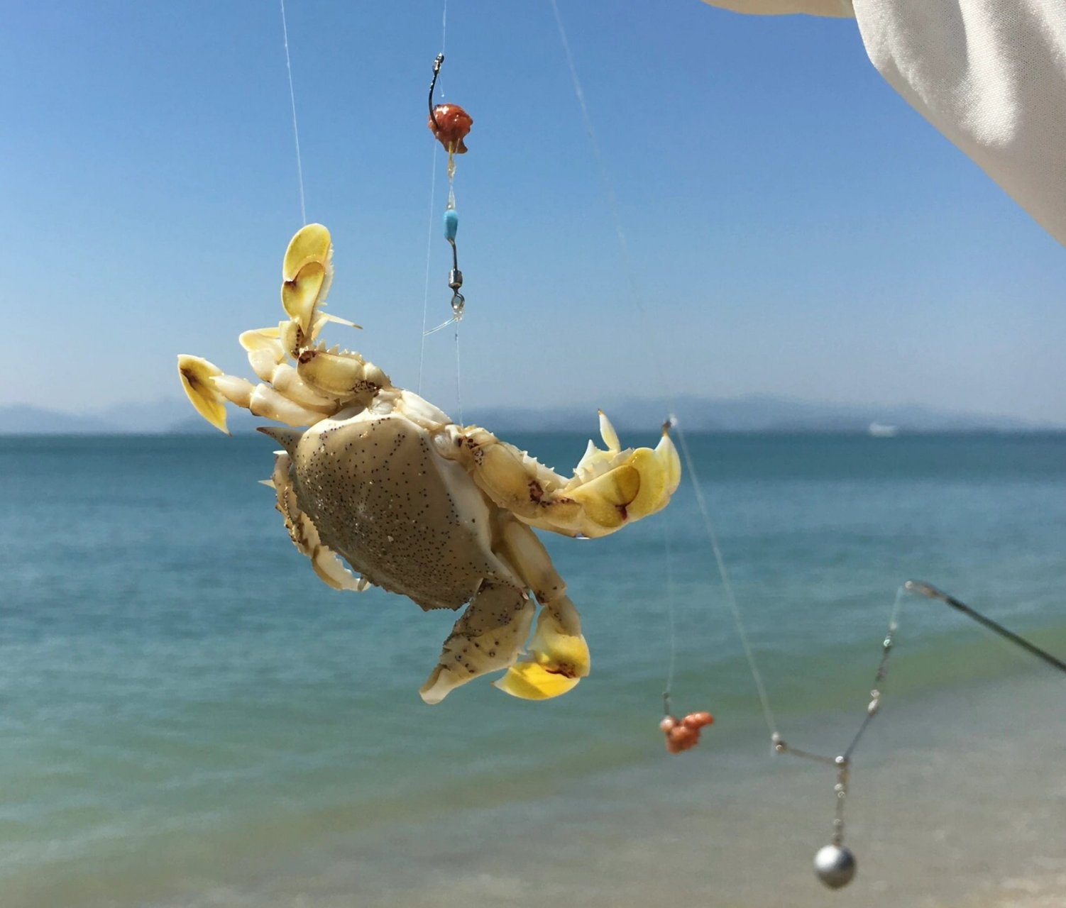 0215钓到胜利黎明蟹0215 #钓鱼# #打龟王