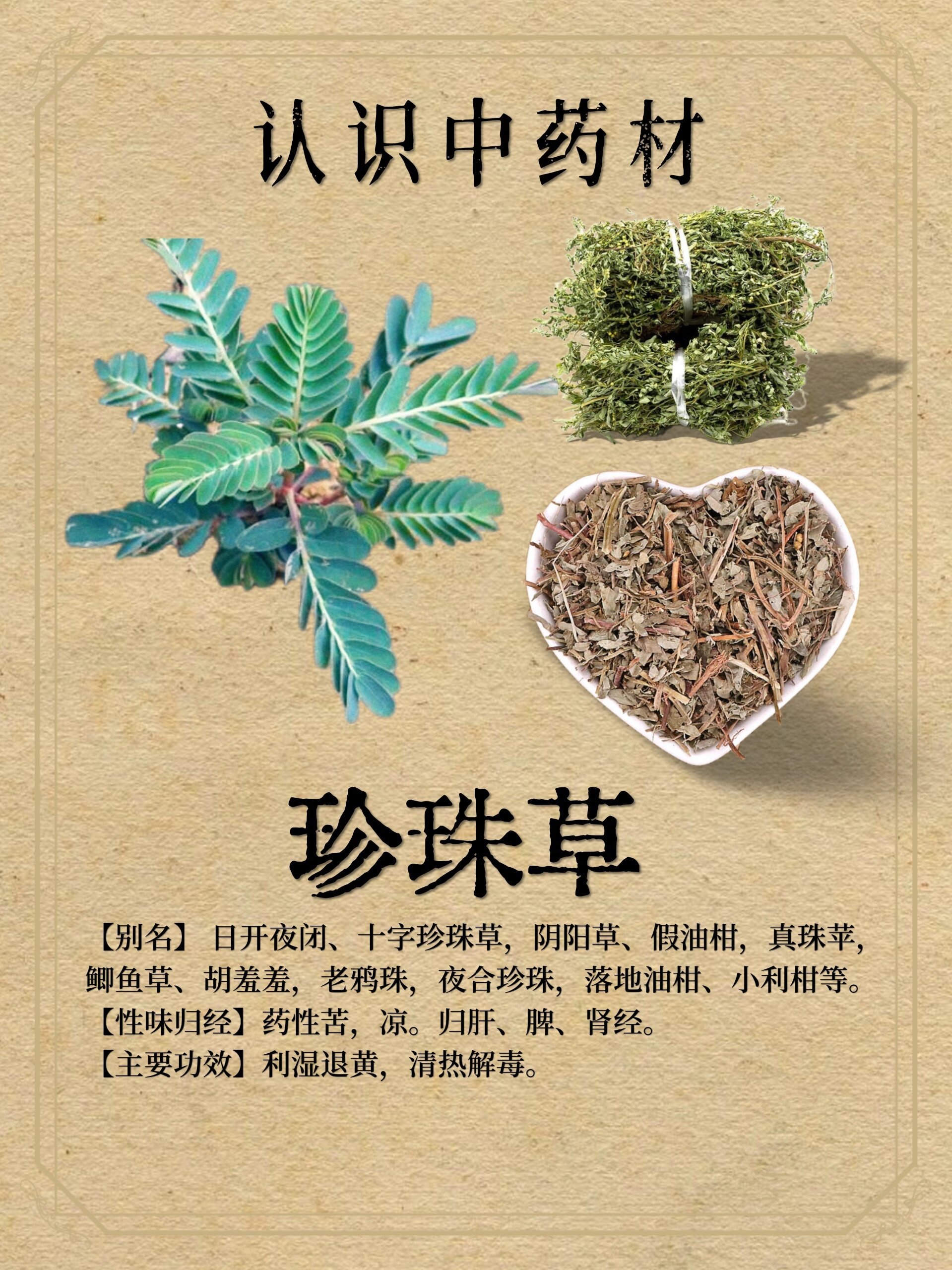 珠子草的药用价值图片