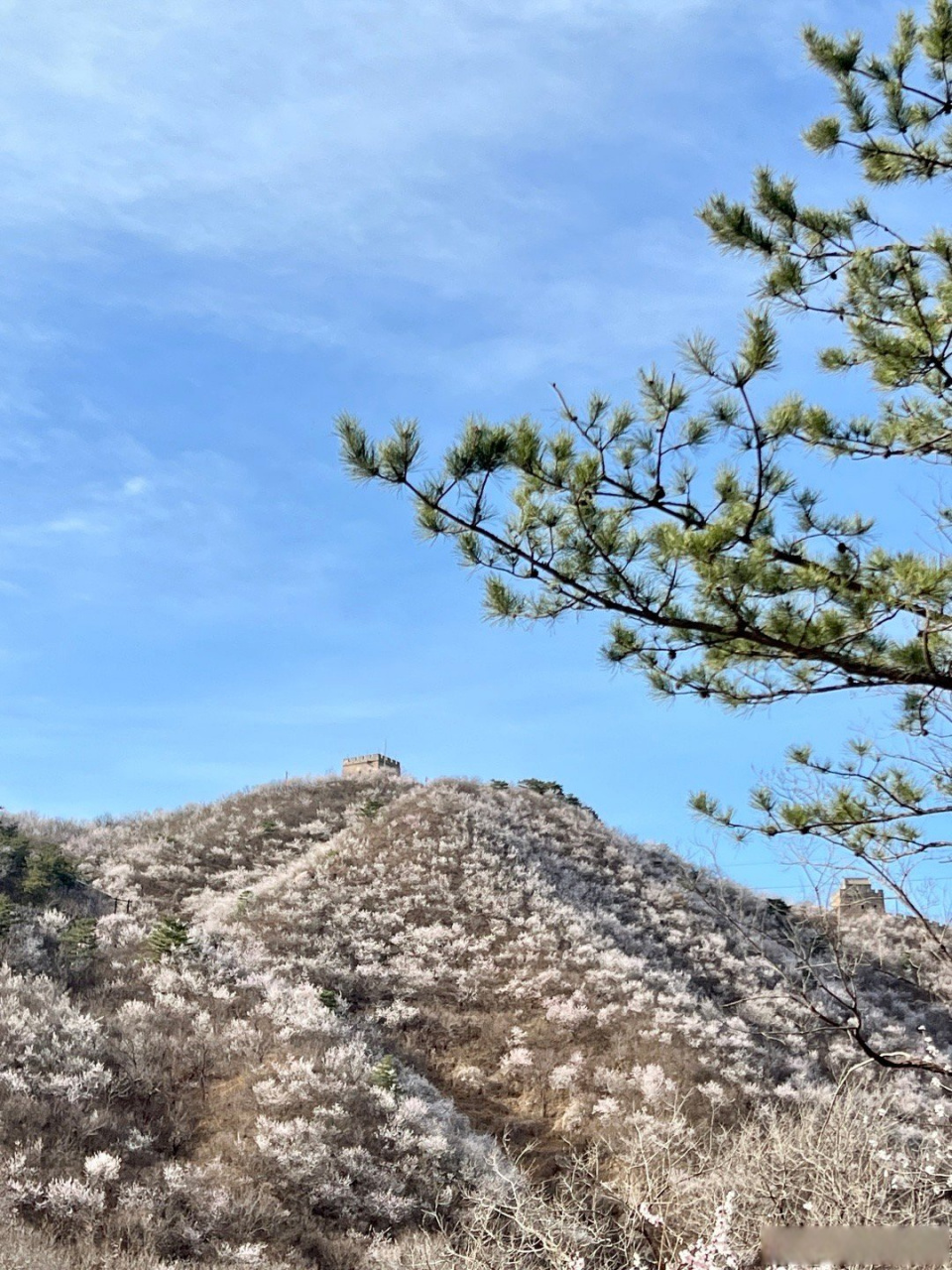 海棠山花烂漫时图片