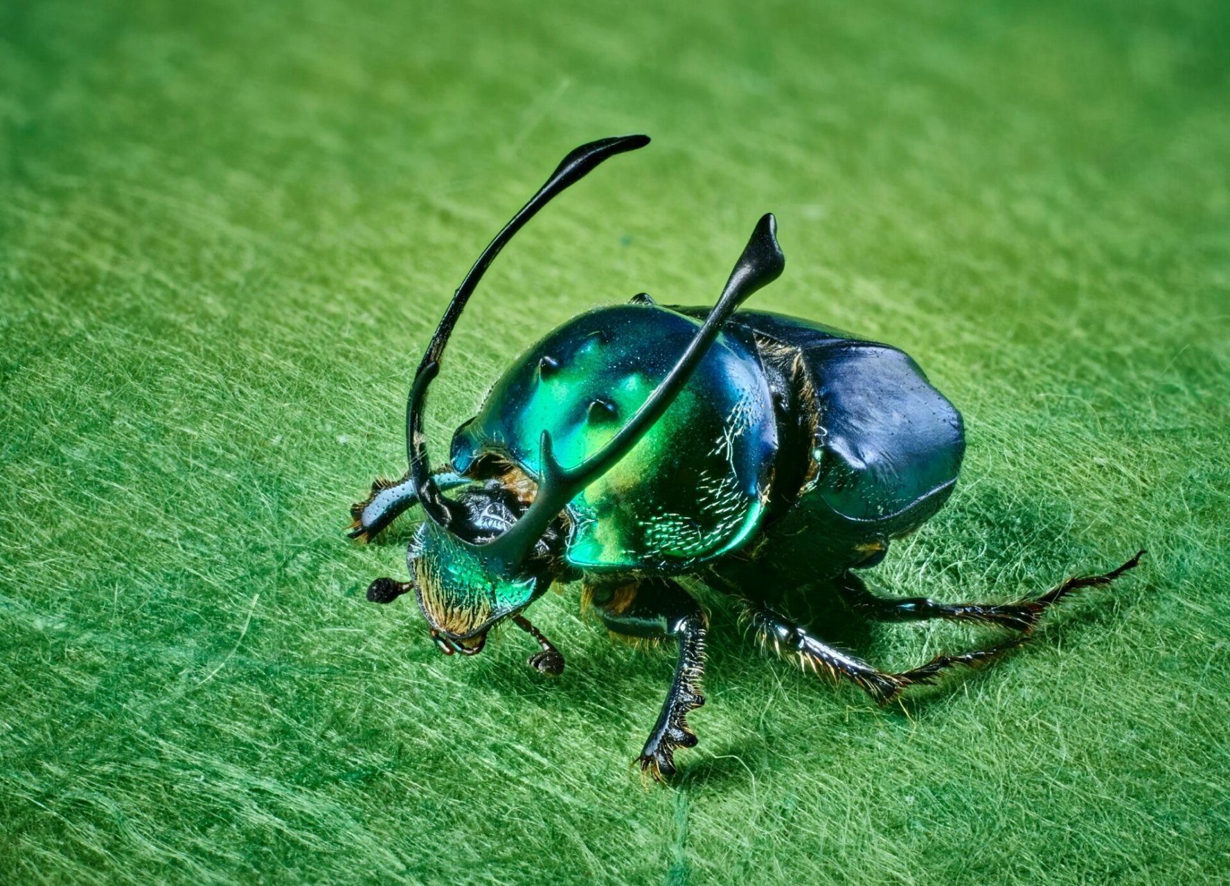非洲龙角蜣螂【绿色亚种】 拉丁名称:proagoderus ramosicornis 产地