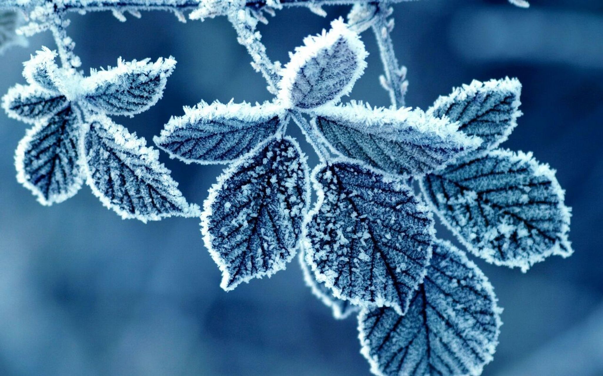 24节气|       霜降 今天是农历九月十八日,中午12时51分为24节气的