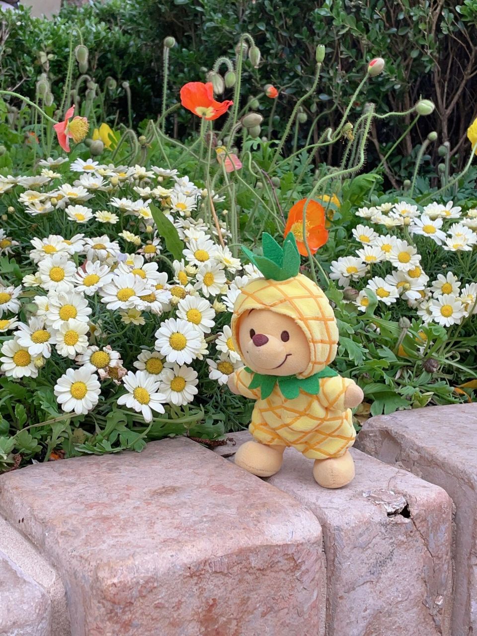 百亩森林最可爱的小熊在散步 变成菠萝油王子的噗噗!