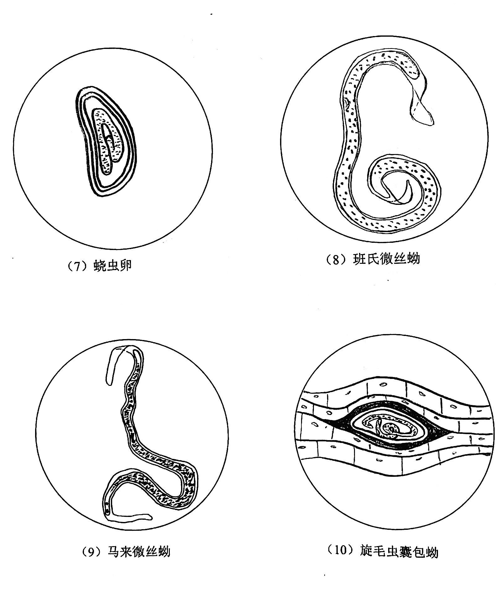 寄生虫虫卵手绘图