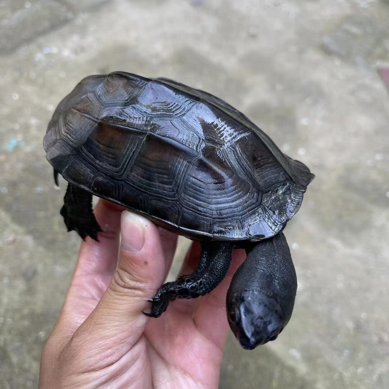 精品草龟墨龟鉴赏,最后两图有惊喜 精品草龟欣赏,每只都是精品,漆黑无