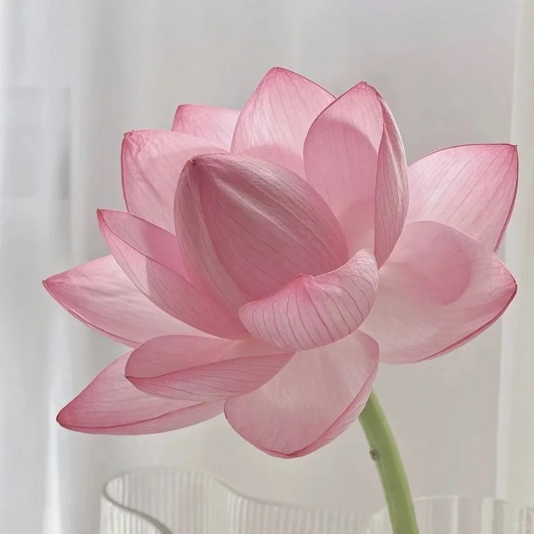 哪种花做微信头像最好