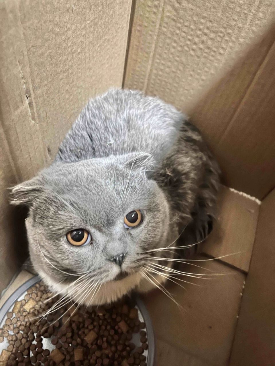 1893被丢弃的折耳猫 名字:3只折耳英短 性别:弟弟/妹妹 年龄:具体不