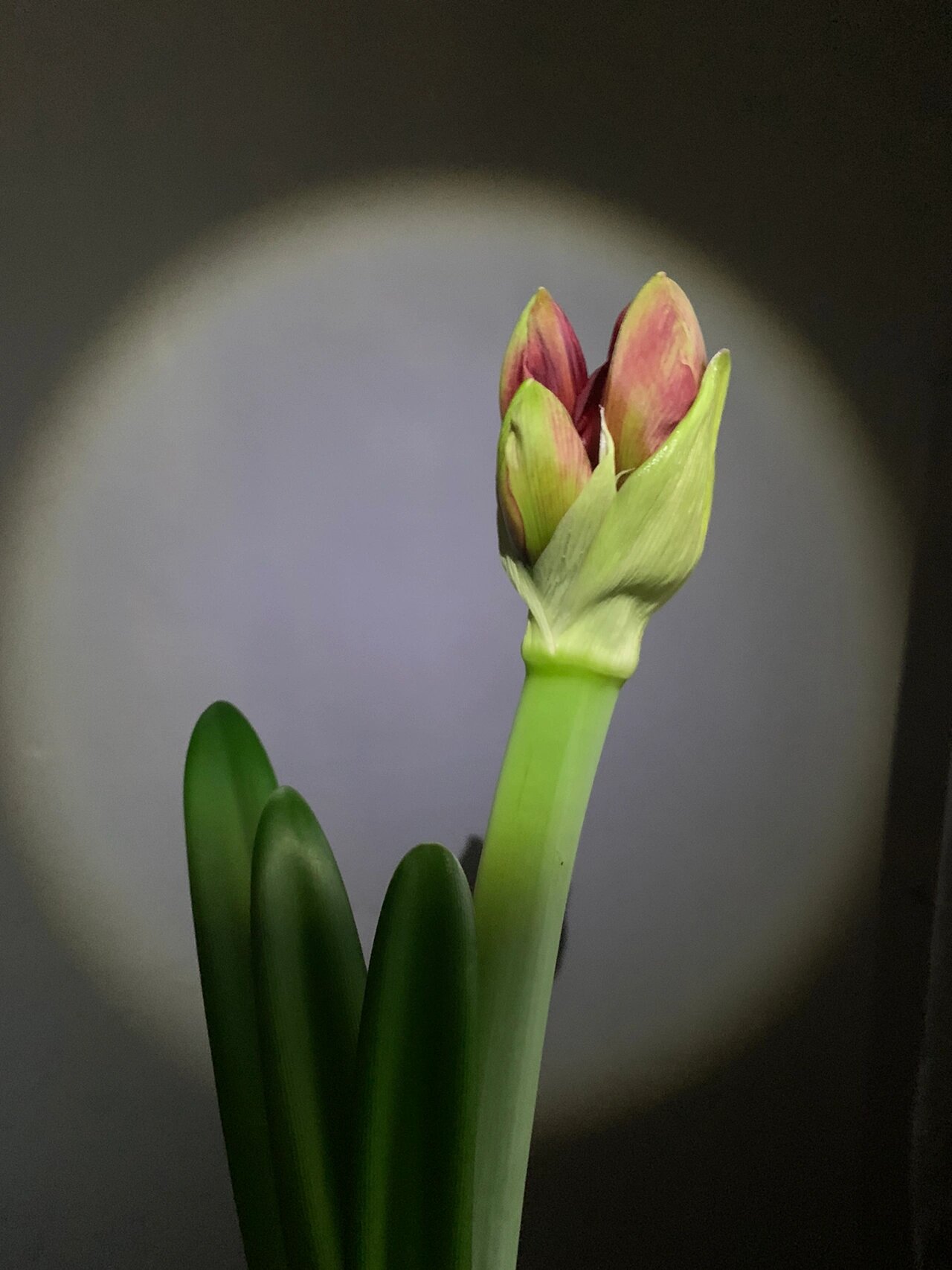 朱顶红~重瓣黑天鹅 朱顶红~重瓣黑天鹅