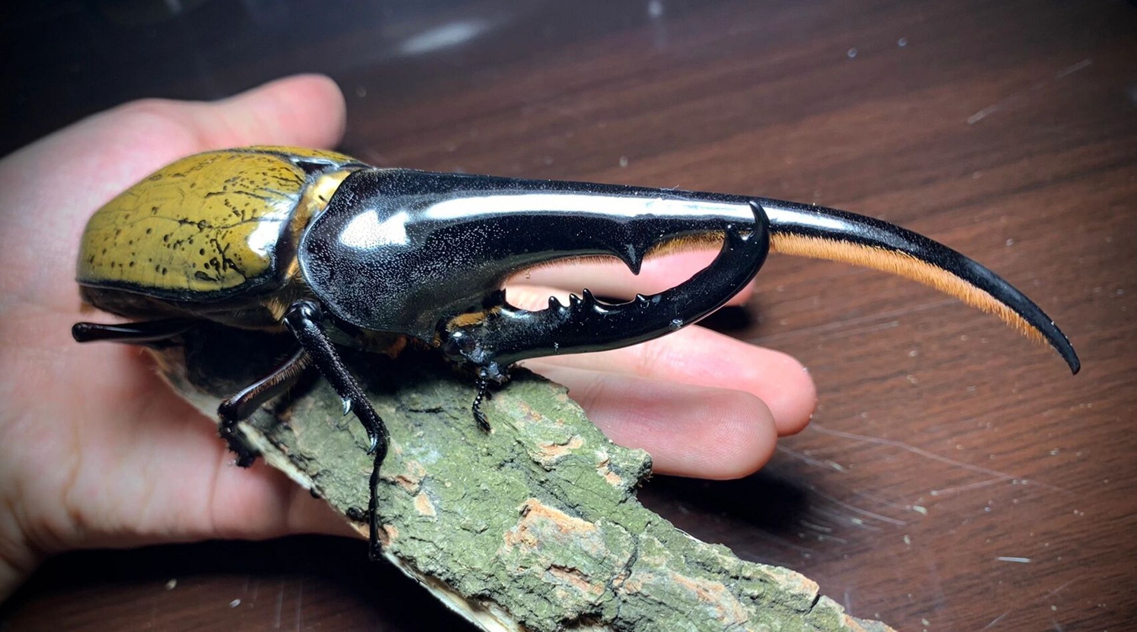 金甲巨人 长戟大兜虫,来自中南美洲热带雨林的巨型甲虫, 是世界上最长