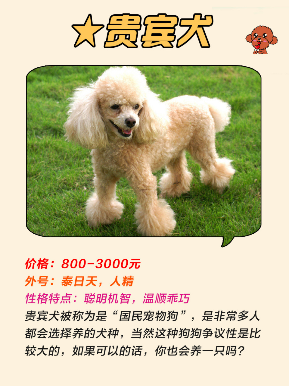 98最新狗狗价格表,你买贵了吗90 95贵宾犬 9