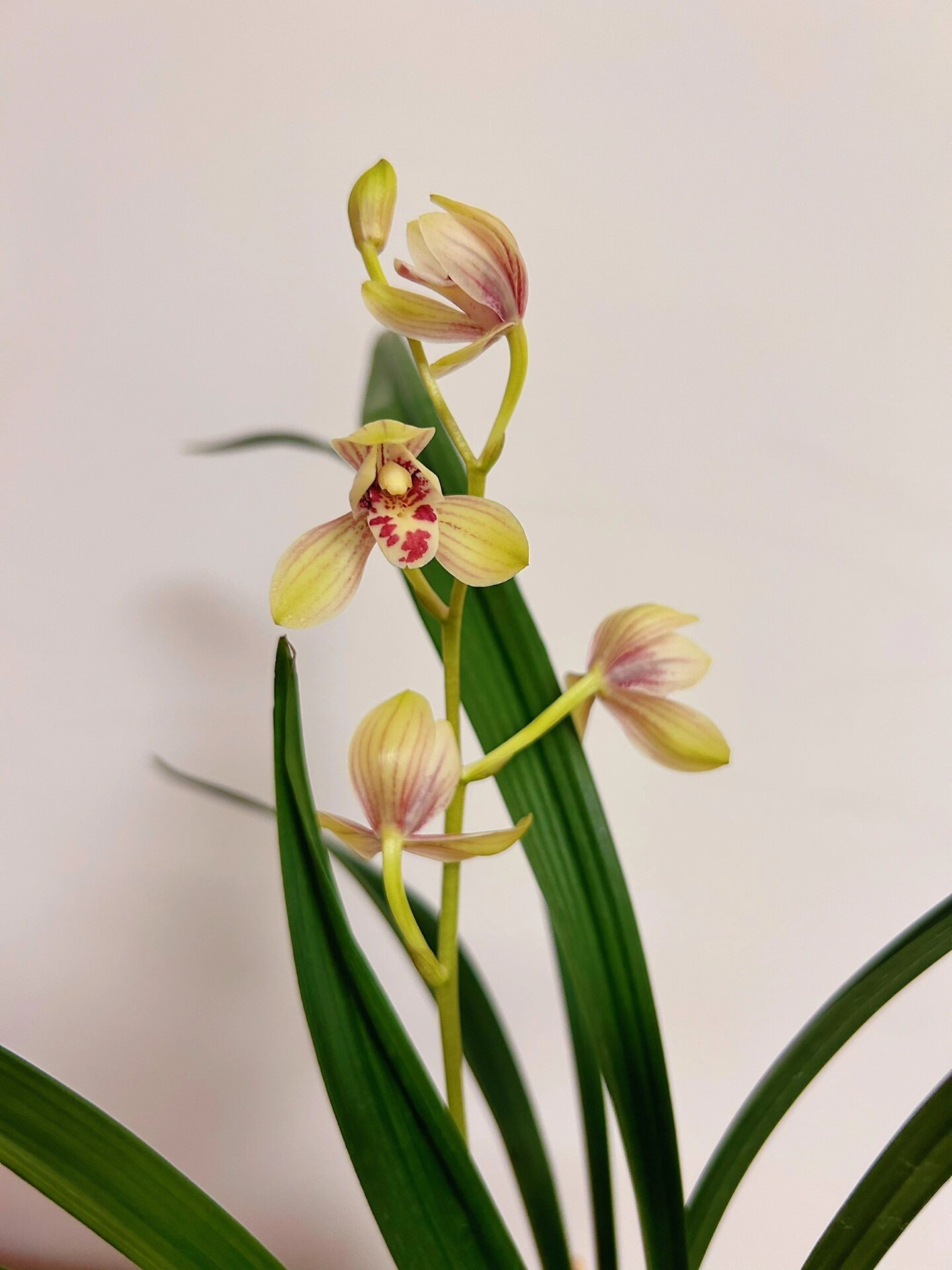 7月27日|君荷——建兰八大名品 君荷是一株具王者之气的建兰名品,君荷