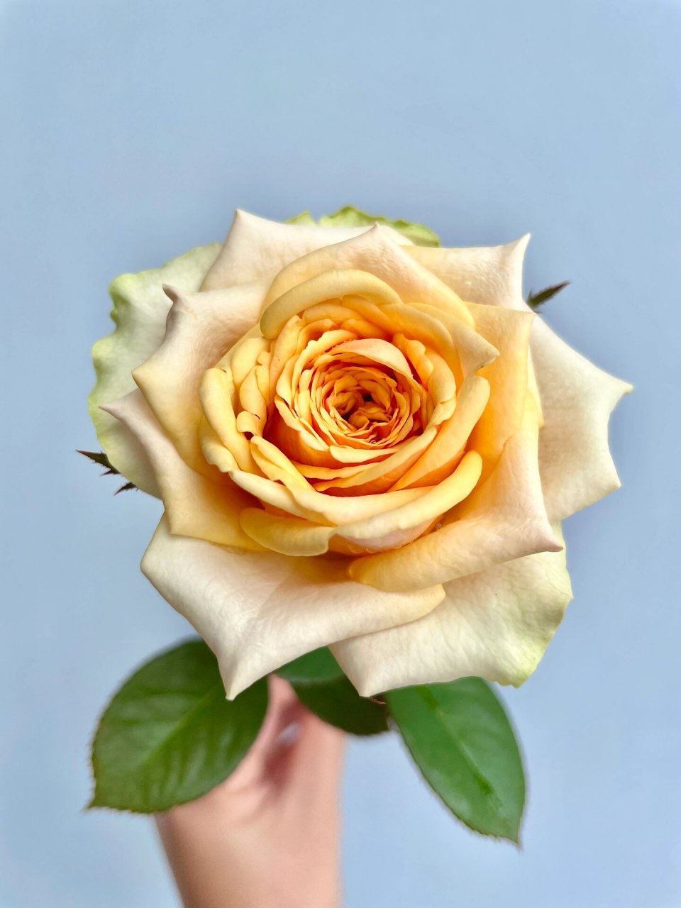 广东月季-迪威娜.