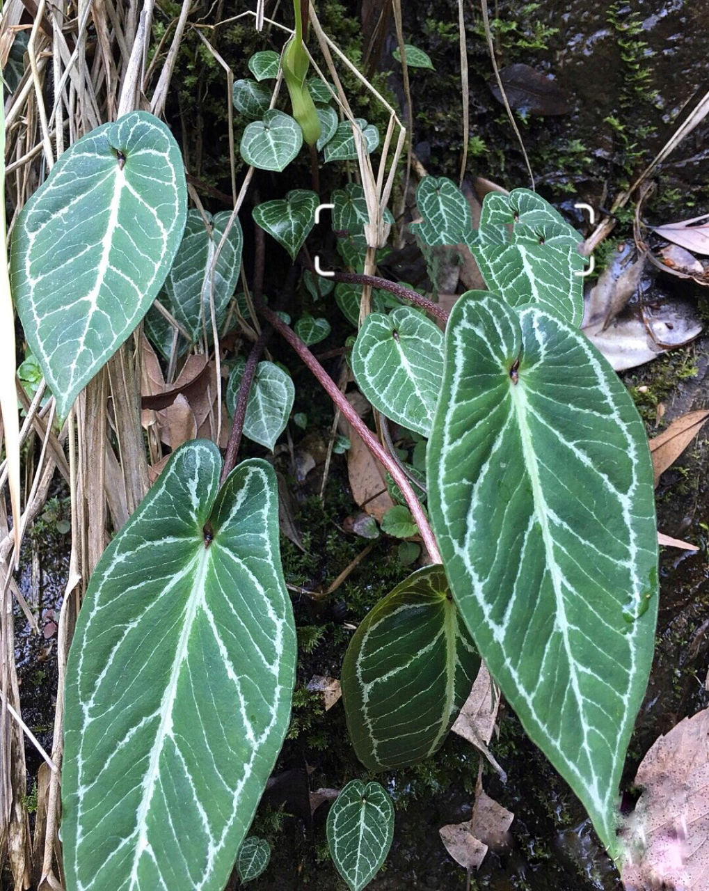 山野植物 山野植物 滴水珠 天南星科植物 一块茎一叶一花序,植株有小