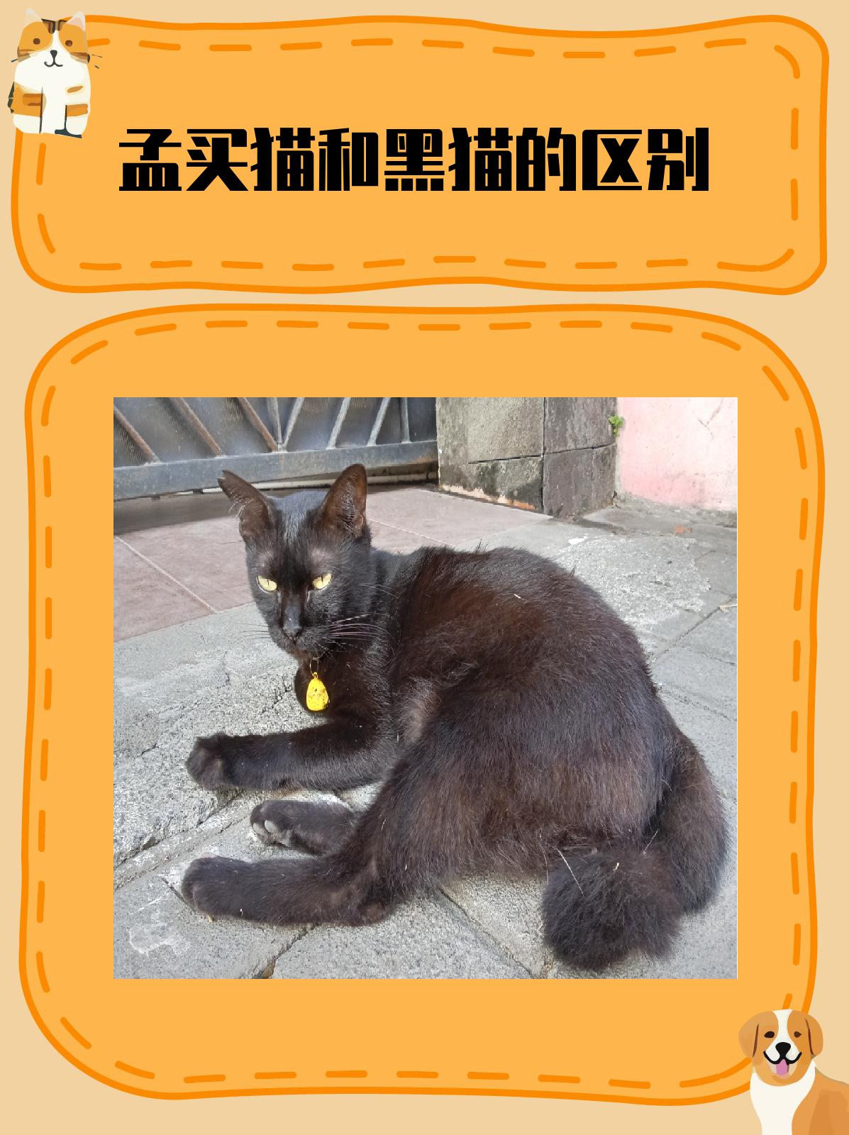 孟买猫和黑猫的区别图片