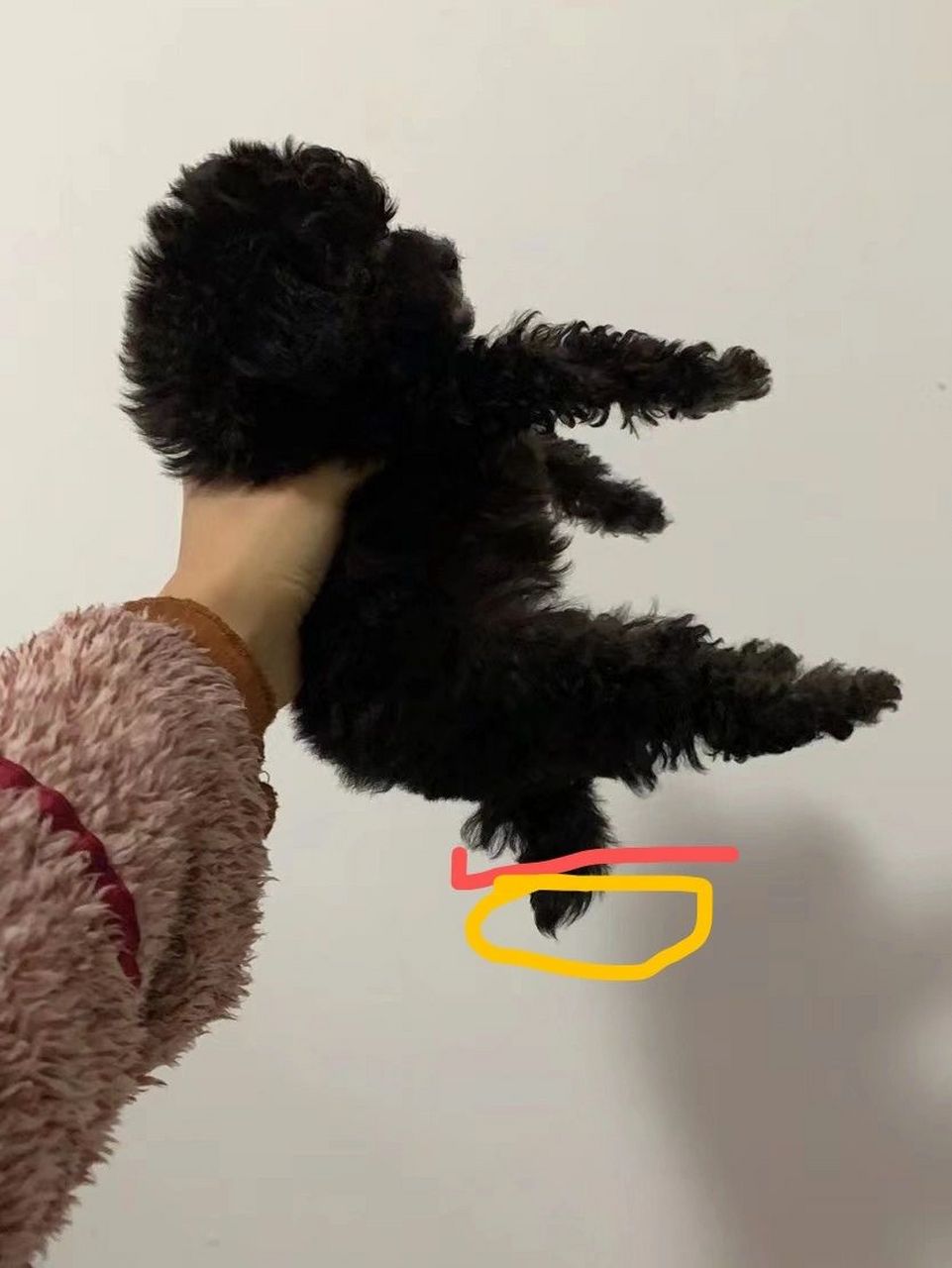 关于泰迪 93断尾科普!