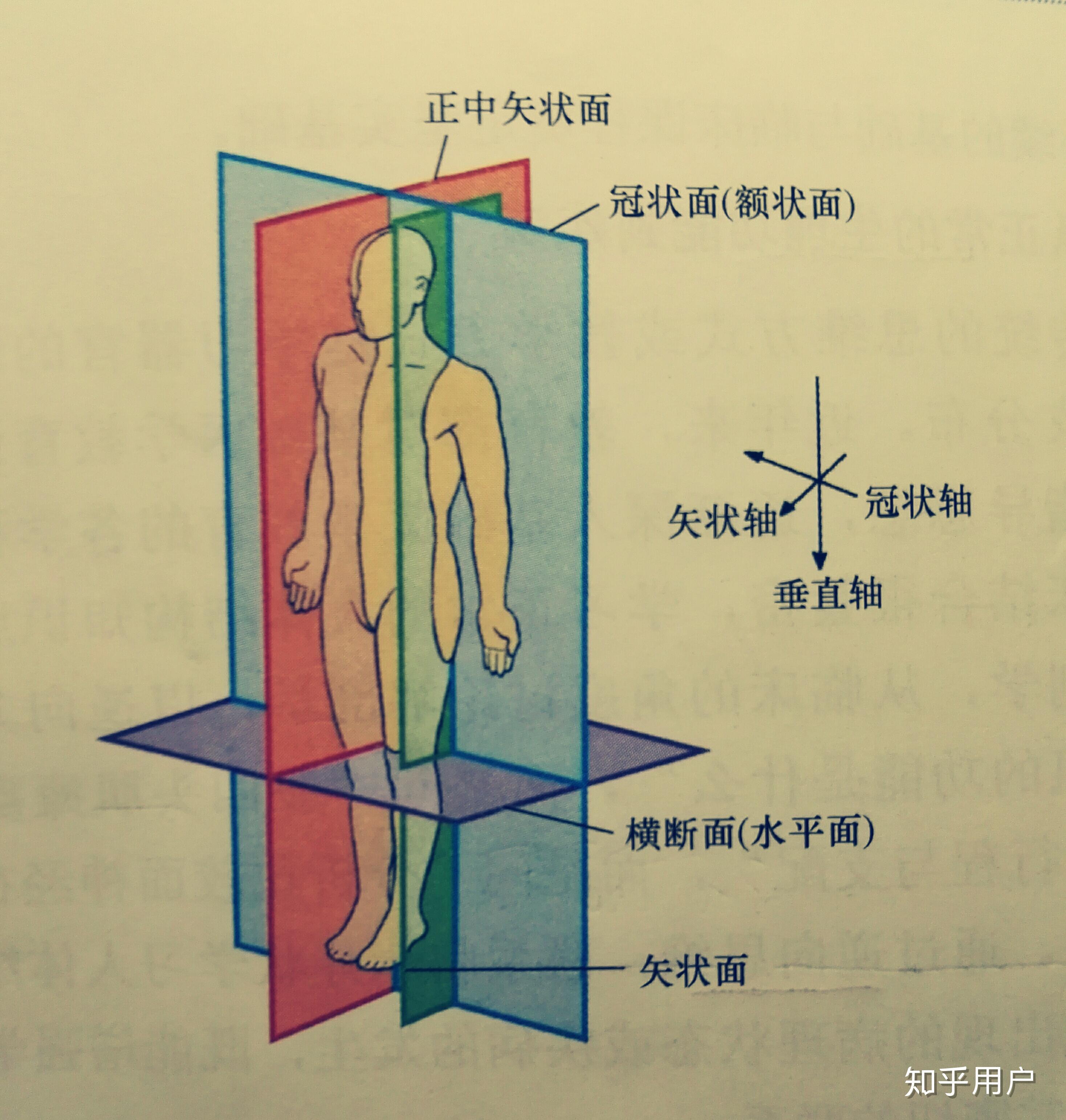 人体解剖矢状面冠状面图片