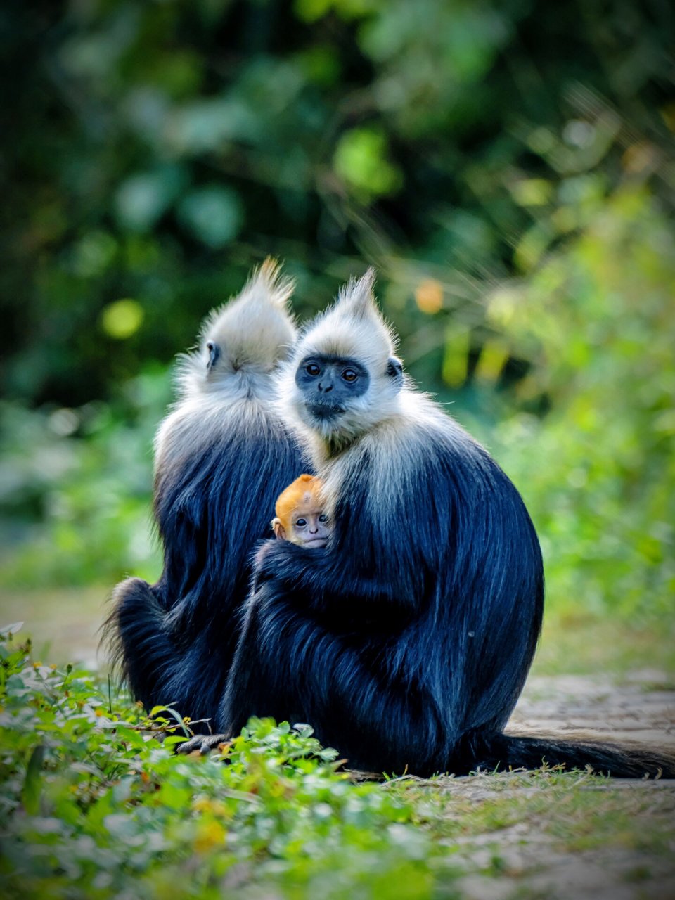 白头叶猴 黄色的白头叶猴幼崽好显眼