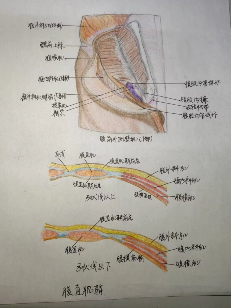 系统解剖学绘图 胸椎 颅骨 膝关节 腹前外侧壁肌 腹直肌鞘 牙