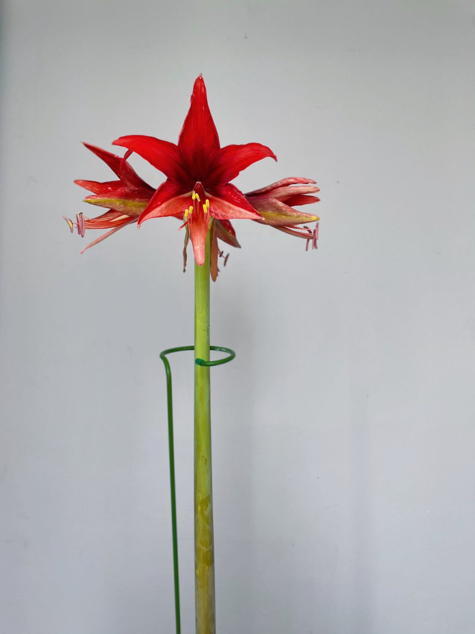 朱顶红开花记之波哥大 实物是深红色,星型中花很漂亮,就是天气太冷没