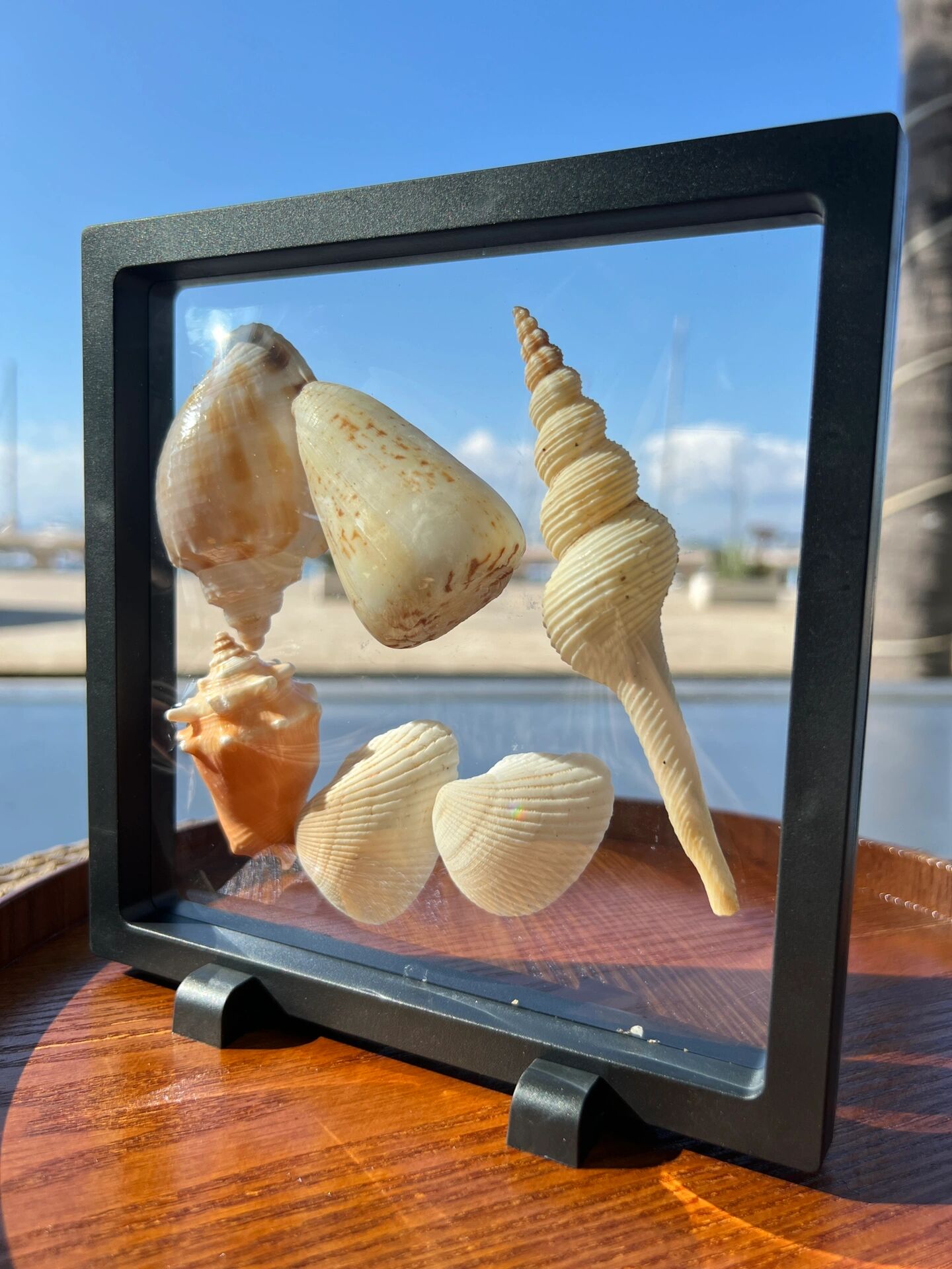 大海的馈赠 海南三亚伴手礼纪念品贝壳海螺 海南三亚旅游伴手礼纪念品