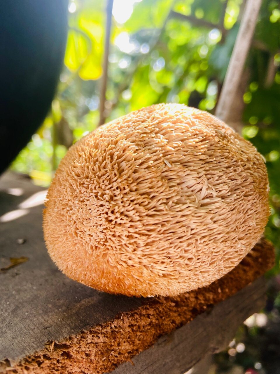 原来猴头菇长这样?你认识吗? 这不马上中秋节了吗!