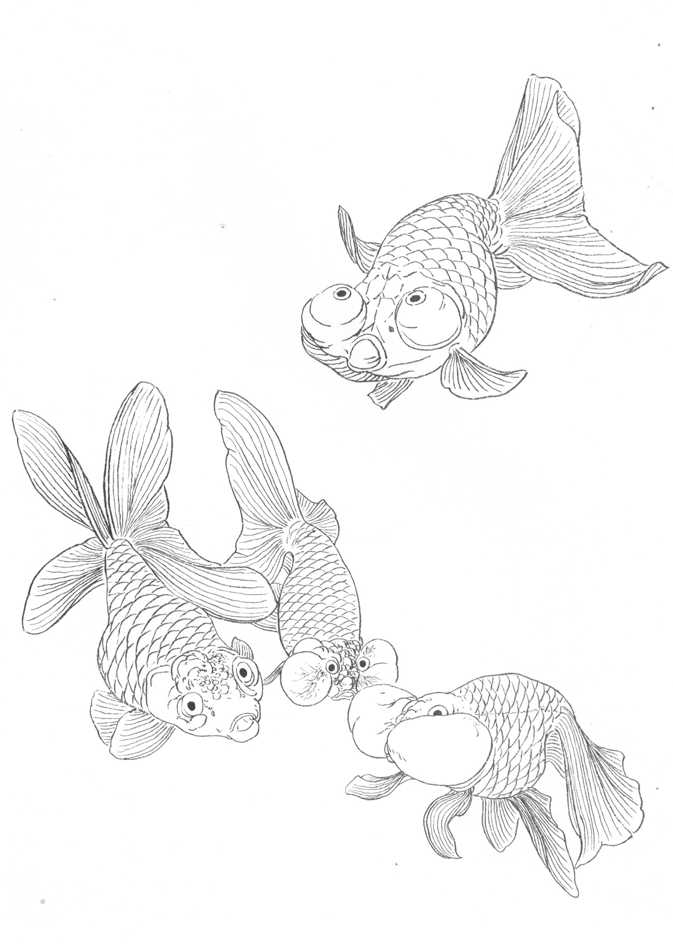 白描金鱼素材 | 金鱼绘画技巧 | 创作灵感