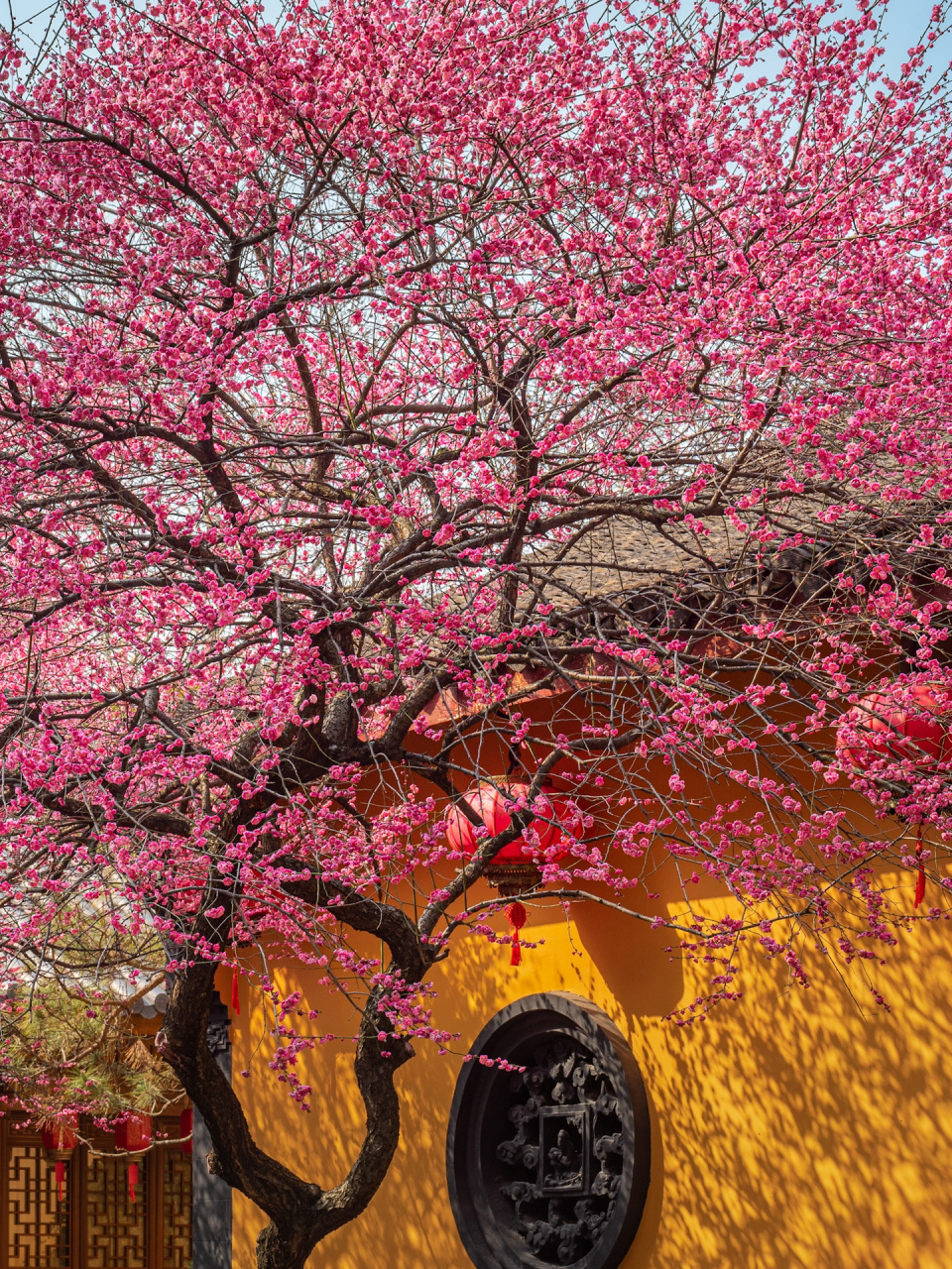 如果你来湖州 那么铁佛寺的梅花千万不要错过 这应该是我在杭州周边