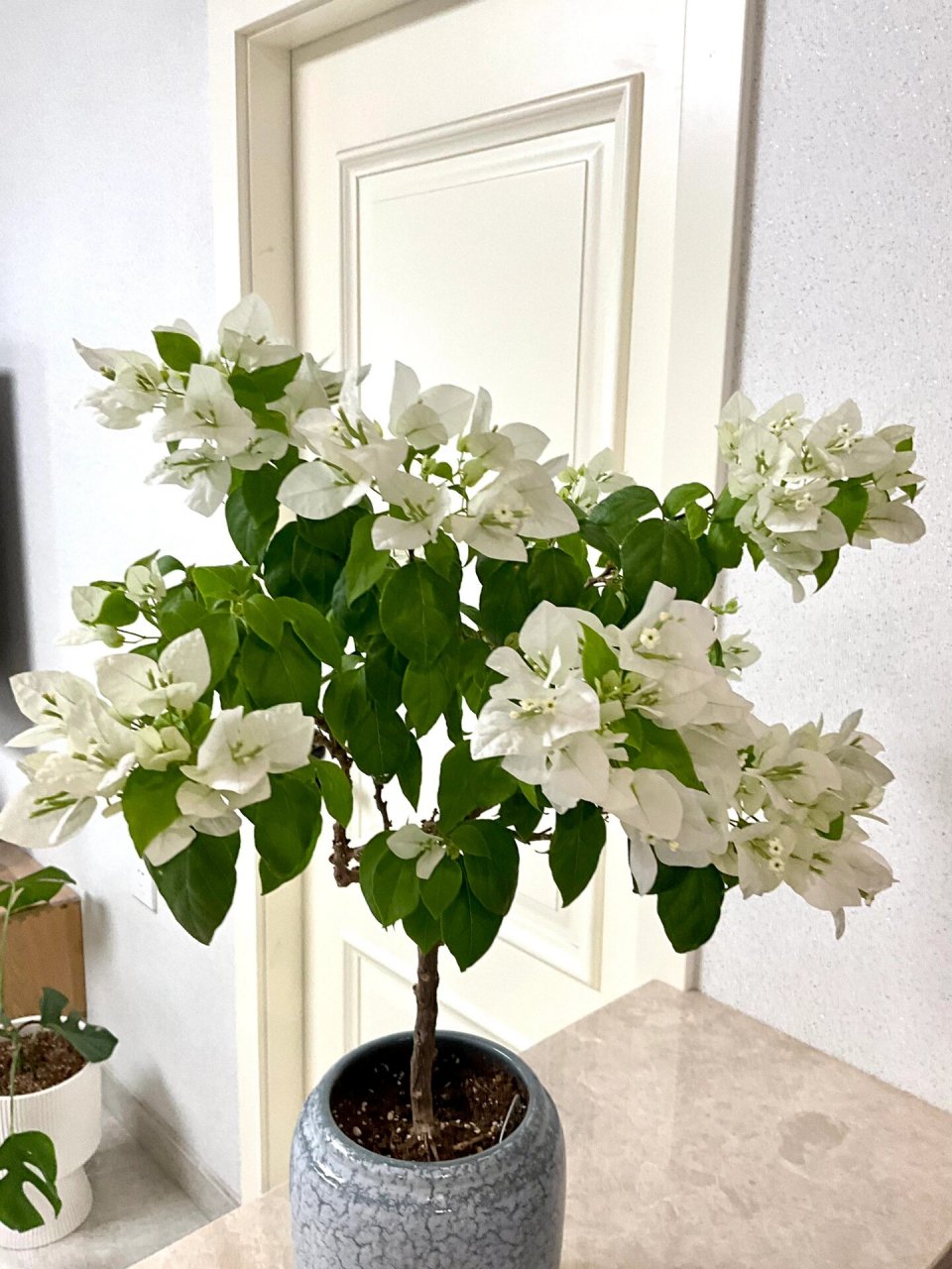 三角梅白狐狸尾巴 又开了 勤花选手第一名