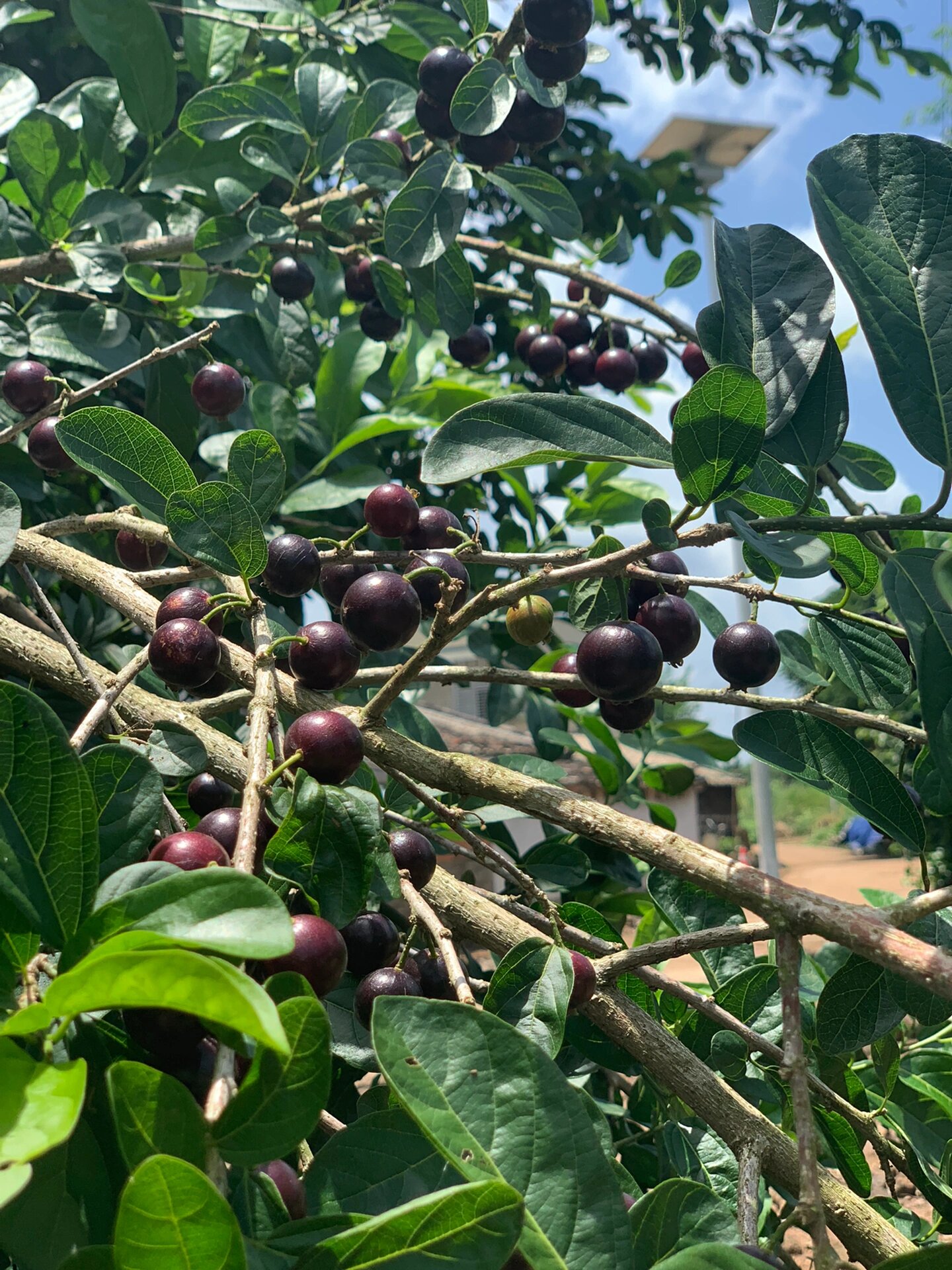 在冯塘绿园偶遇了一颗割舌果树 这种果子真是满满小时候的回忆呀