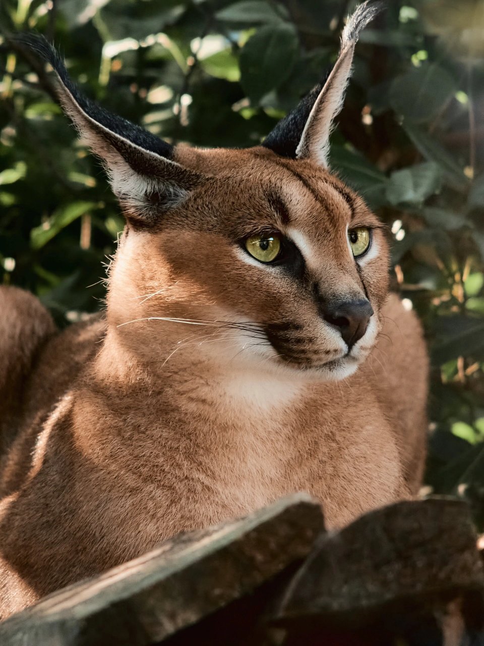 狞猫 caracal 狞猫分布在非洲,中亚,亚洲西南部.