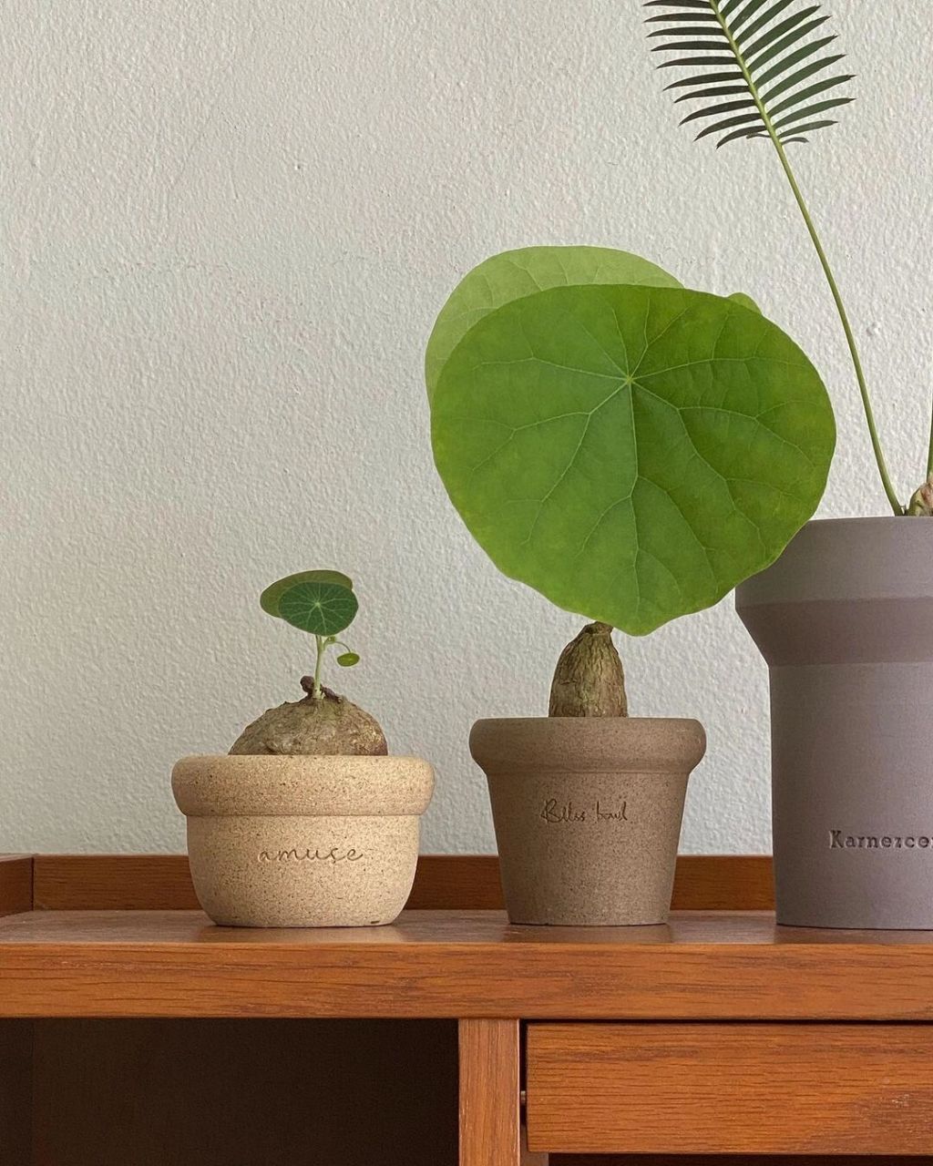 08植物与容器----温柔之美 温柔的低饱和度配色, 粗粝与鲜嫩的质感