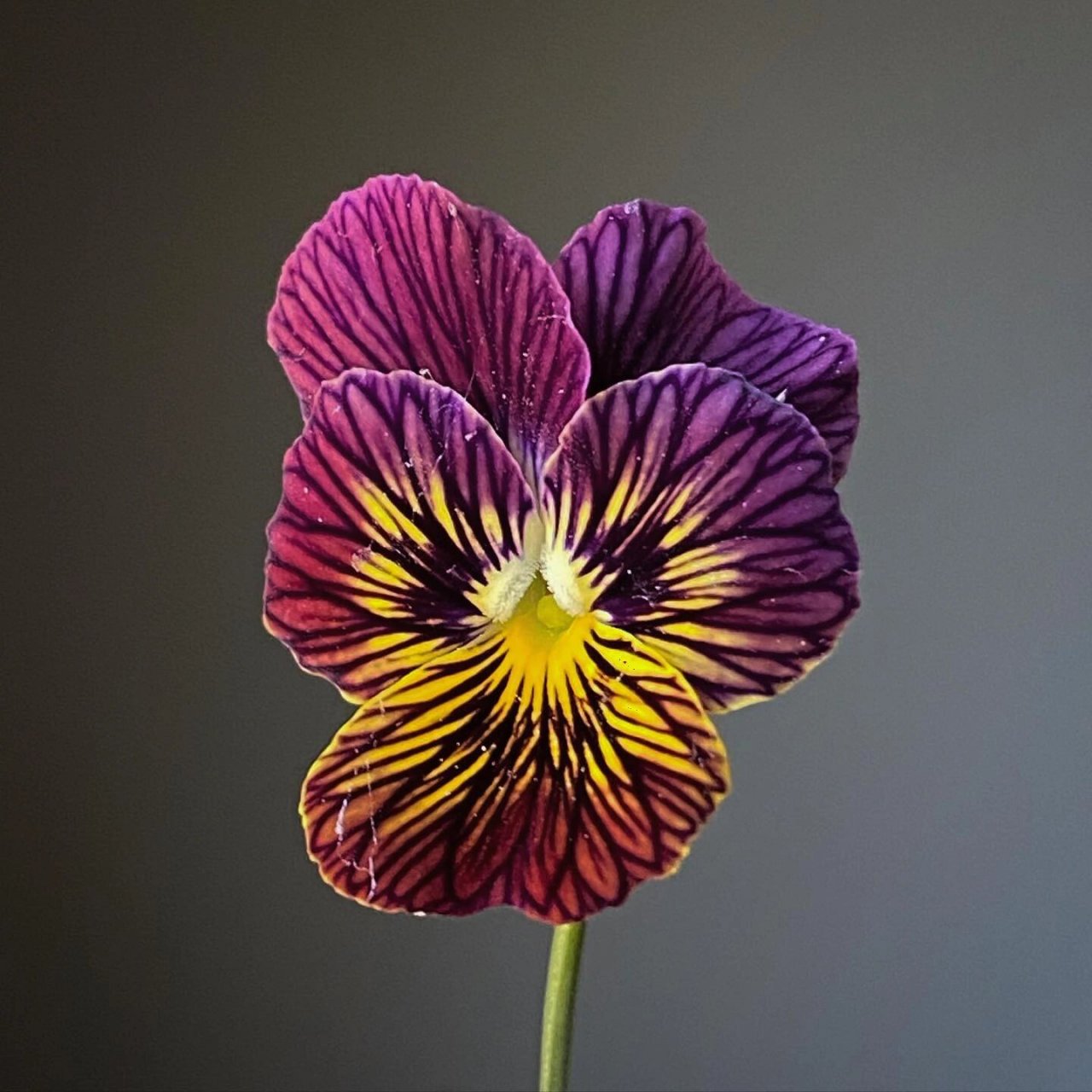 认识鲜花 | 三色堇pansy 三色堇好可爱,像一个个小脸蛋在看你 94图1