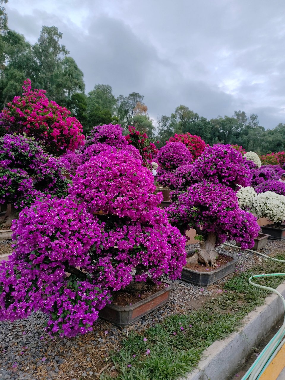 杜鹃花展图片