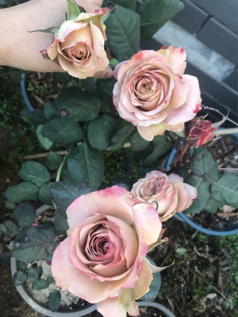 切花月季 卡布奇诺 深秋的卡布奇诺开的正好 挺在枝头两周了还是这么