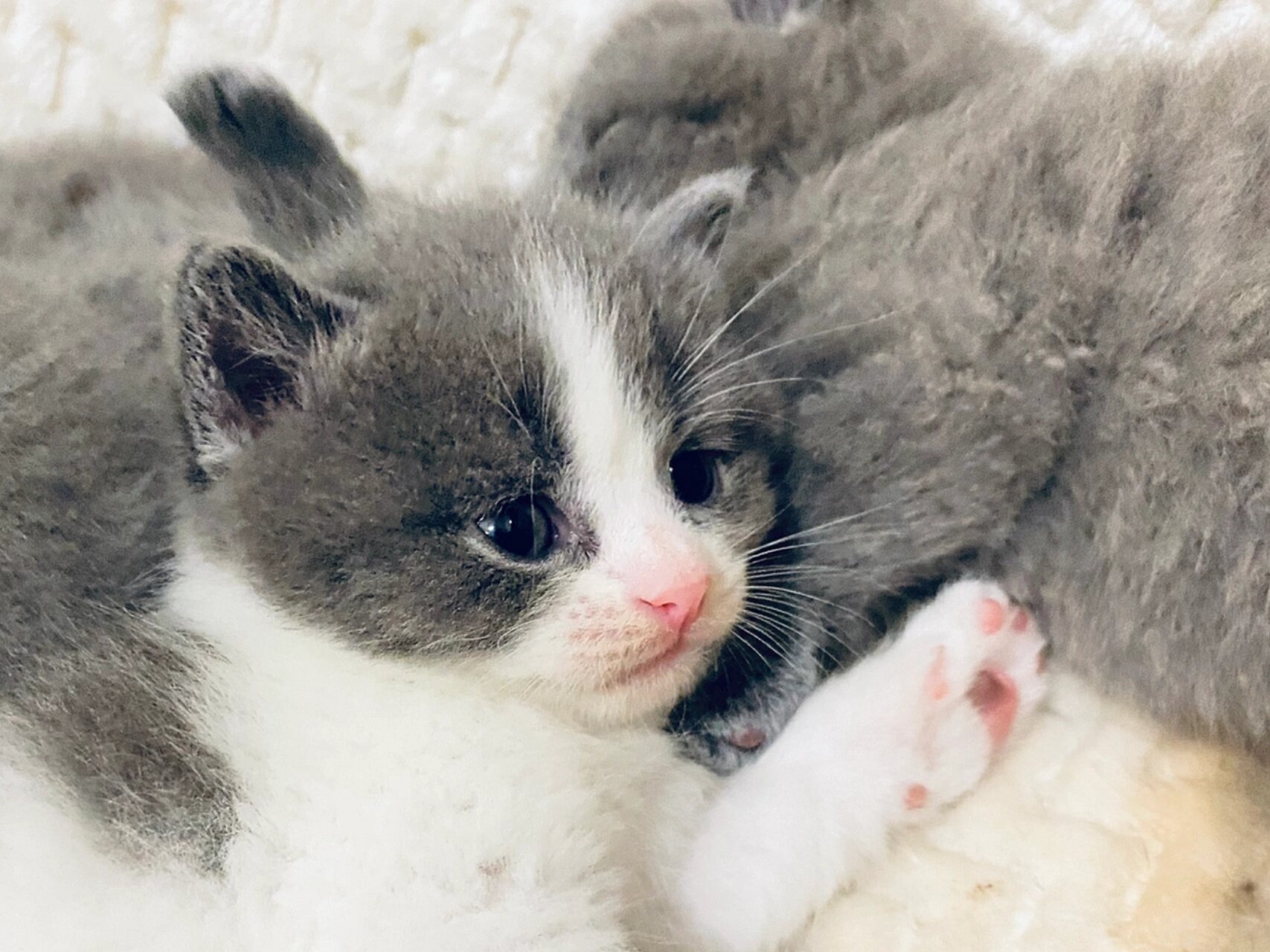 新生小猫极其脆弱众所周知,如果没有母猫的喂养怎么提高新生小猫的