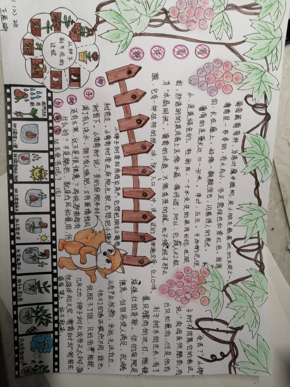 关于葡萄手抄报