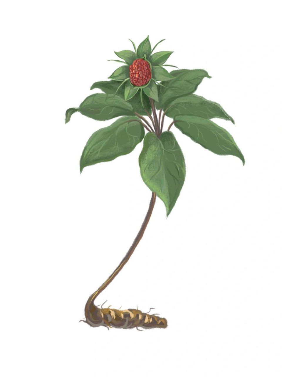 植物插画—重楼 百合科植物重楼,别名七叶一枝花,是一种珍贵的草药哦