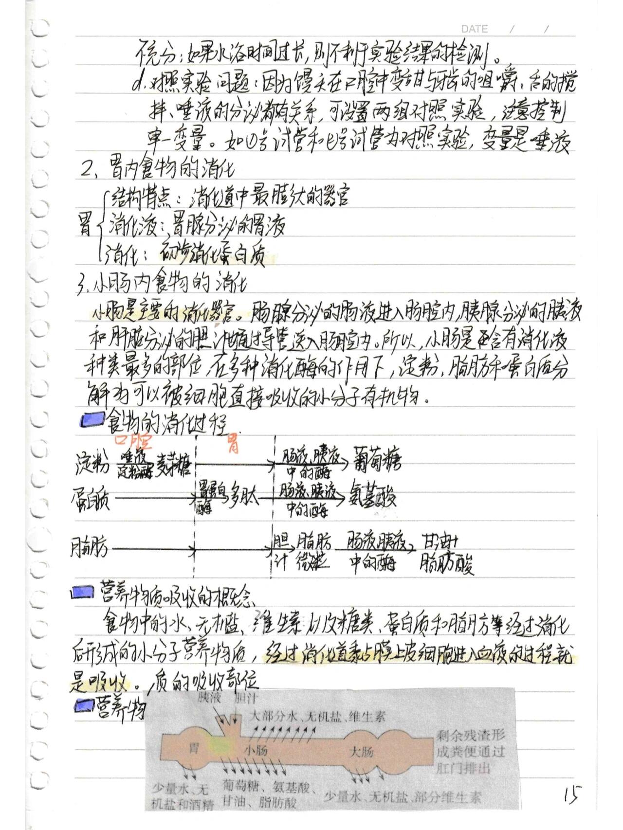 初中生物4.2.2 消化和吸收 课堂笔记