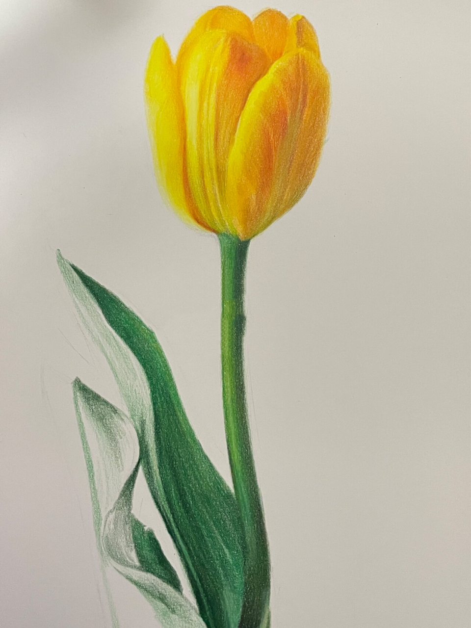 超简单彩铅画黄色郁金香(附过程) 黄色系为主的郁金香 在体积感里走走