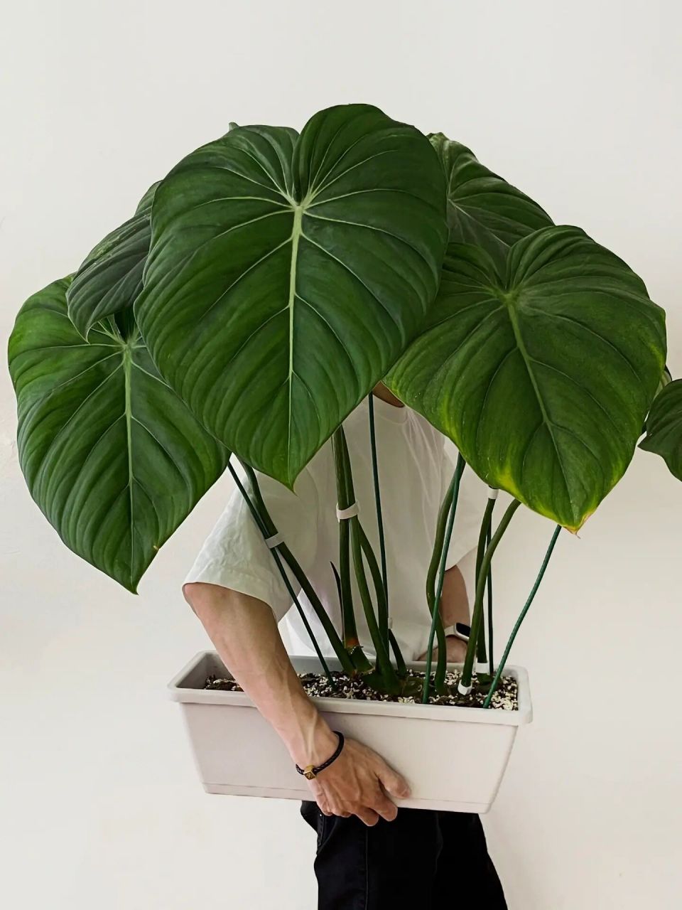 家有巨物——麦克道尔蔓绿绒 切切砍砍  越来越大 989898