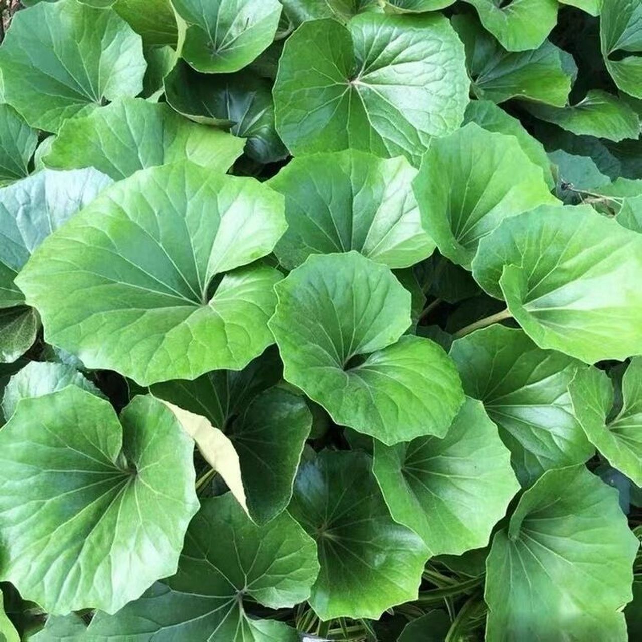 每日分享一种植物[话题]# day13 大吴风草 菊科大吴风草属植物