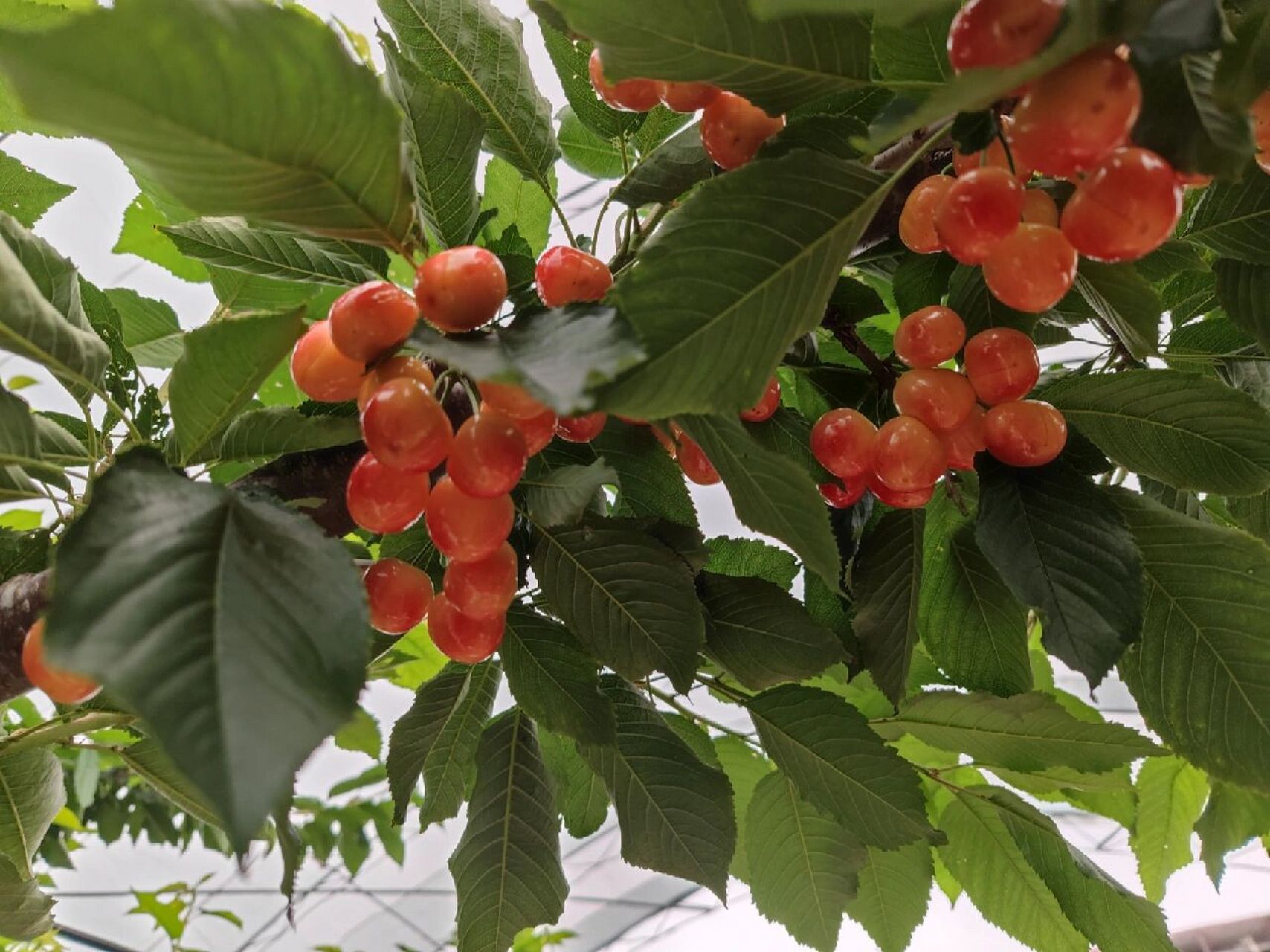 大连当地红南阳樱桃,国内最高端樱桃 大连当地红南阳樱桃,目前国内最