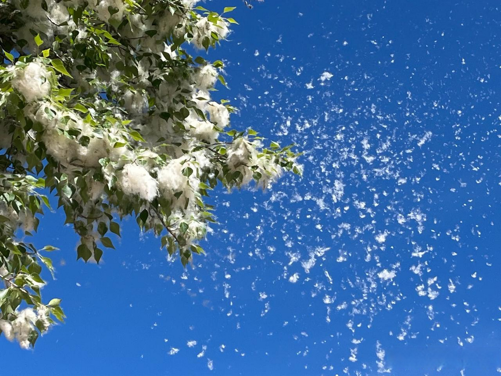 杨花漫天作雪飞的画面图片