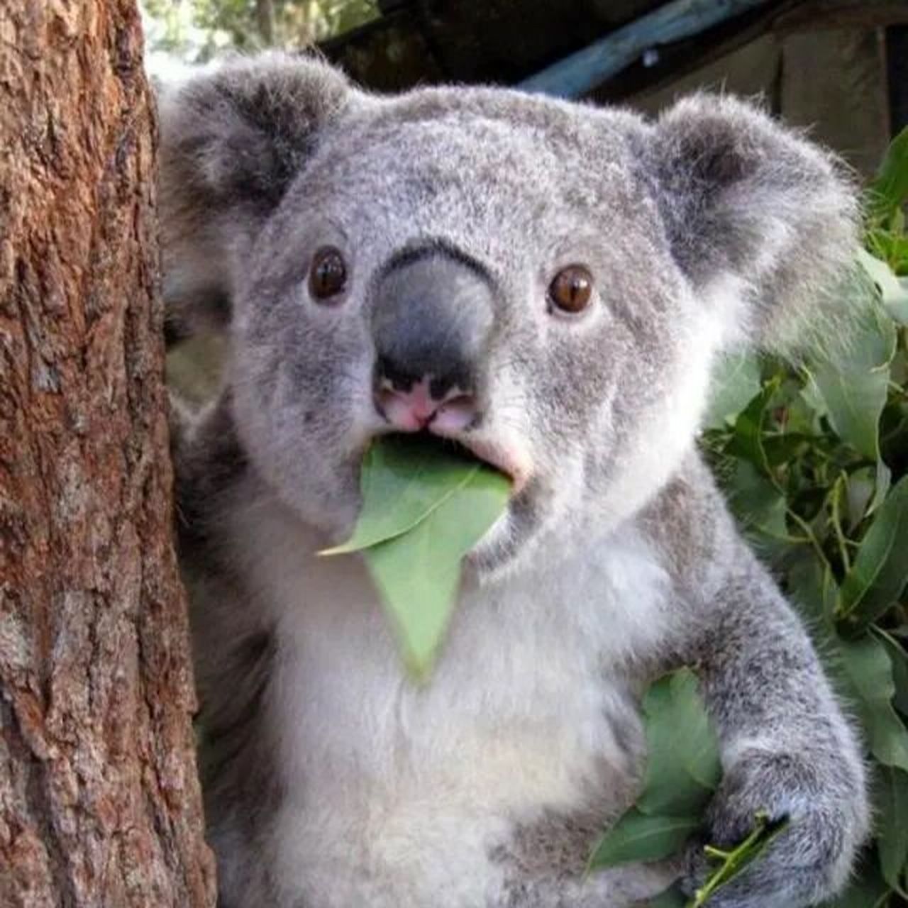 可爱的肥宅国宝——考拉  又叫 ,世界最可爱动物排行榜第15名.