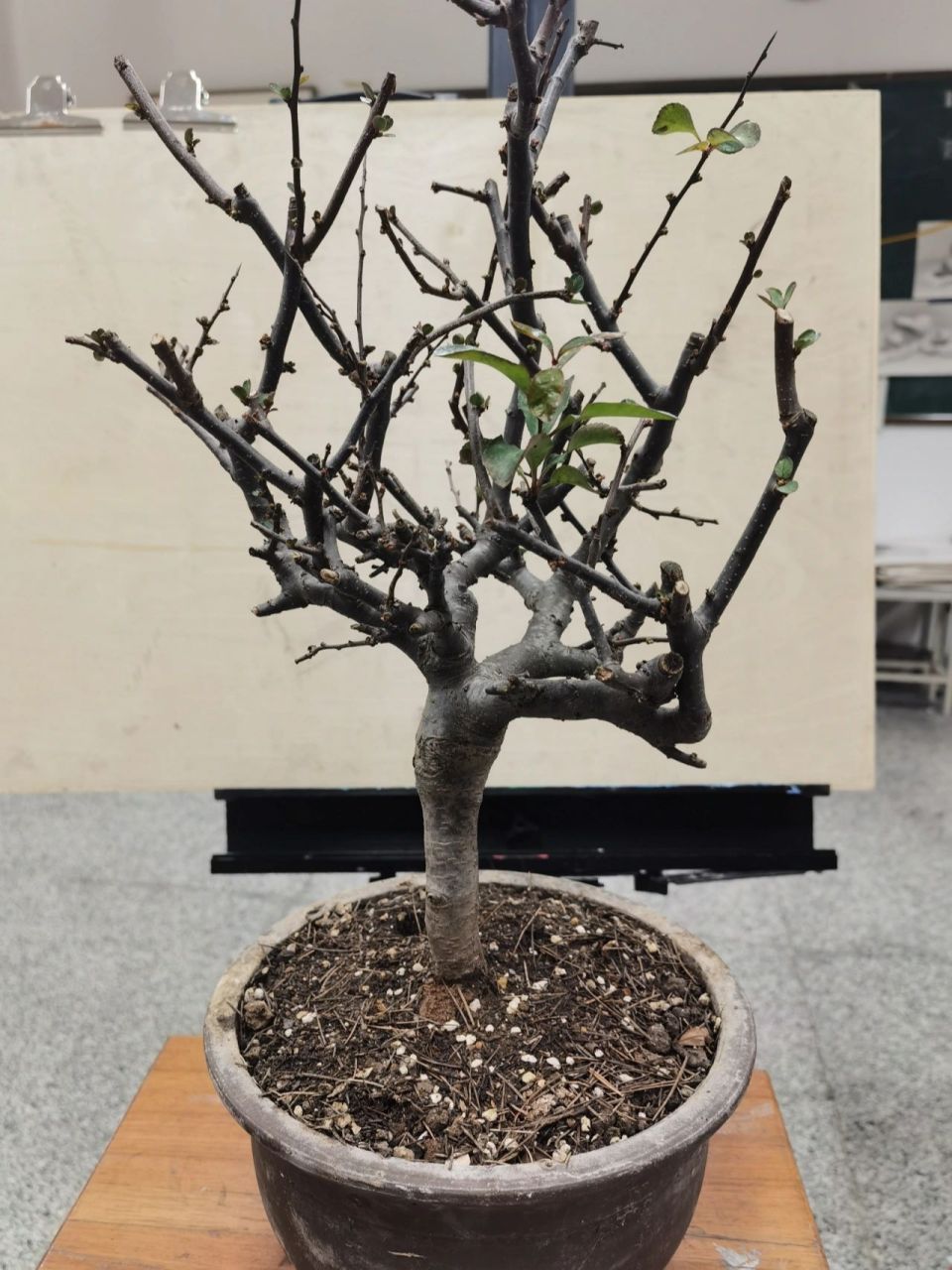 修剪,下手就要狠一点 海棠 盆景 四季长寿冠海棠